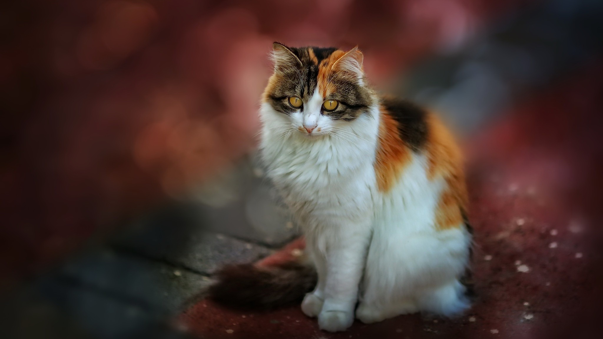 Calico cat sitting on a textured surface HD Wallpaper