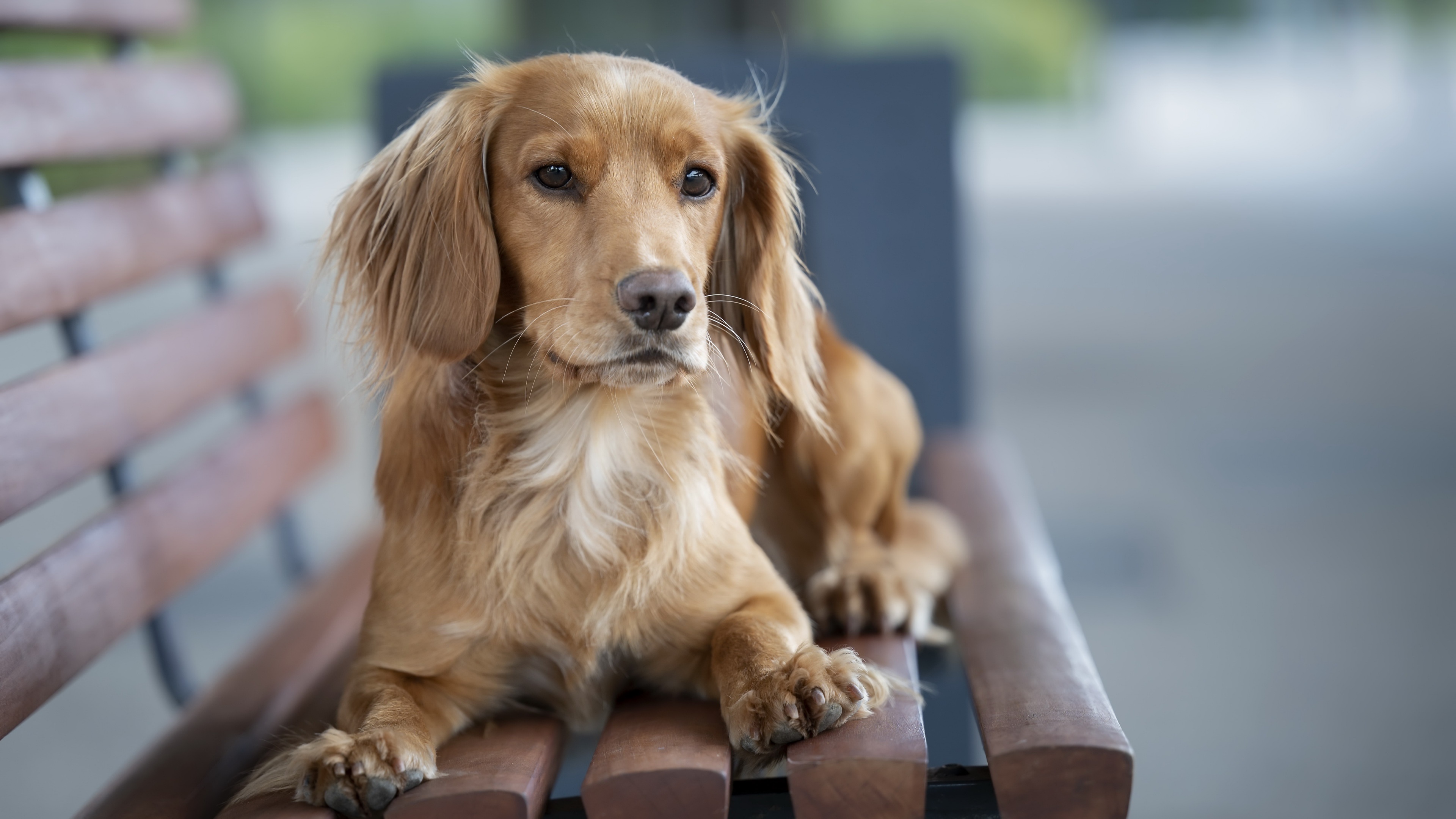 Brown dog sitting on a wooden bench HD Wallpaper
