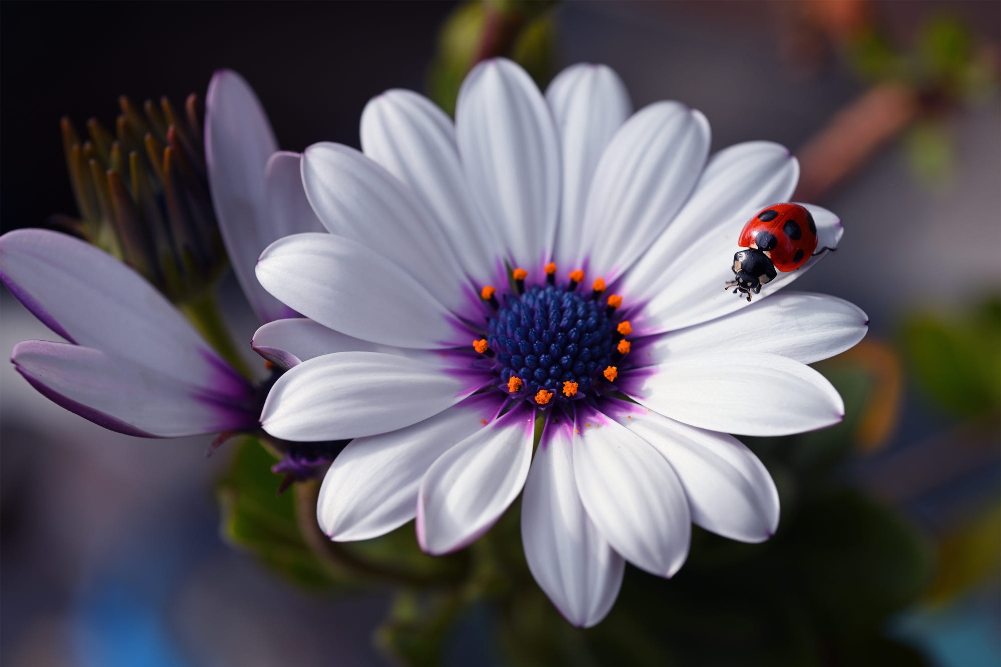 Ladybug on a white daisy flower HD Wallpaper