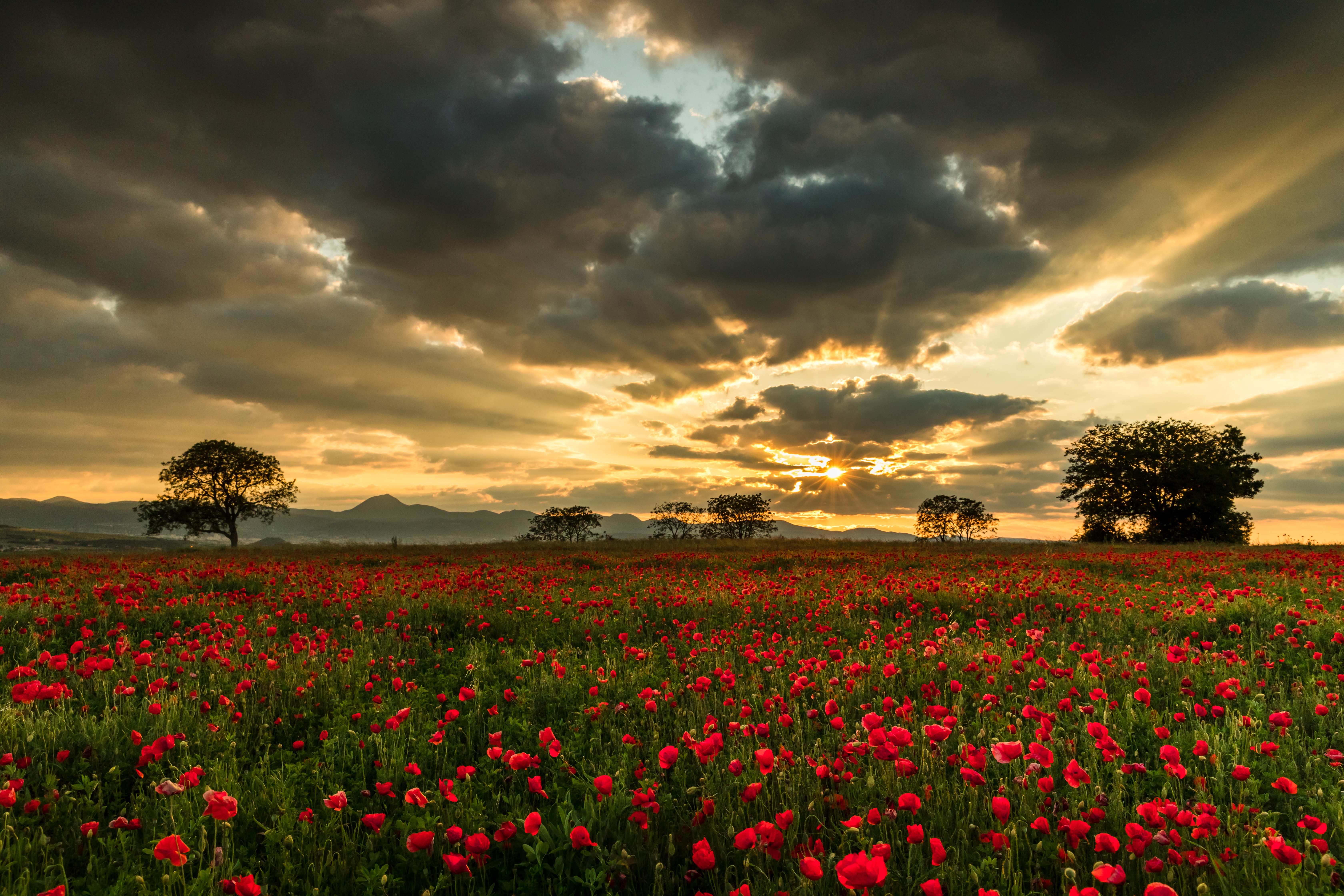 Field of Red Poppies with Sunbeams at Sunset HD Wallpaper
