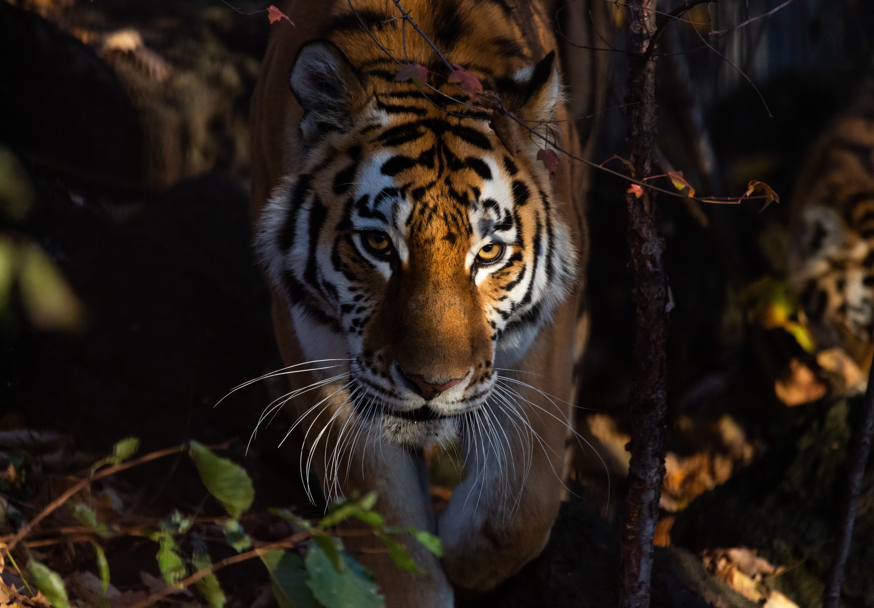 Tiger staring intensely in a forest HD Wallpaper