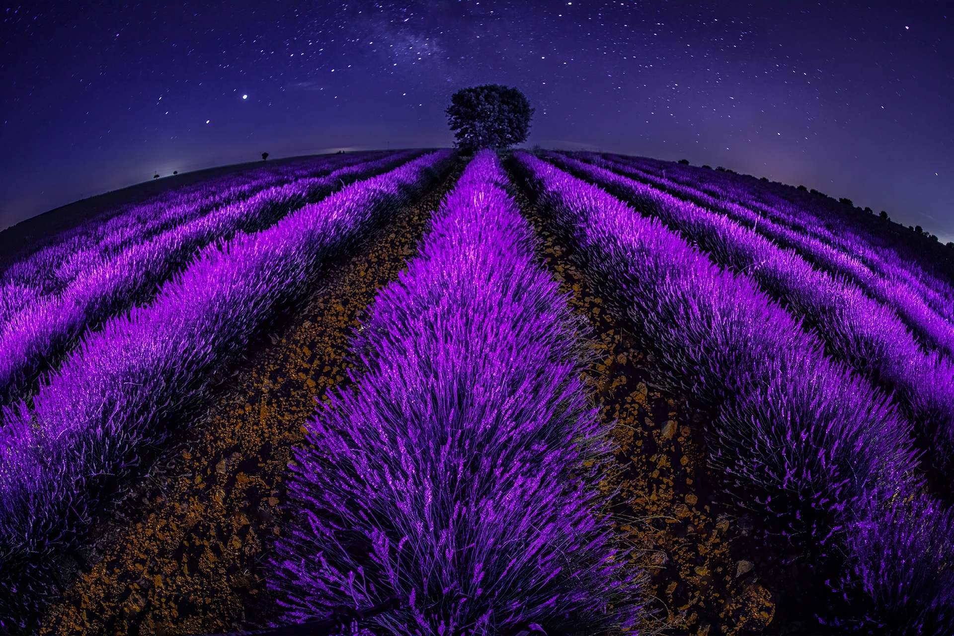 Lavender field at night under the stars HD Wallpaper