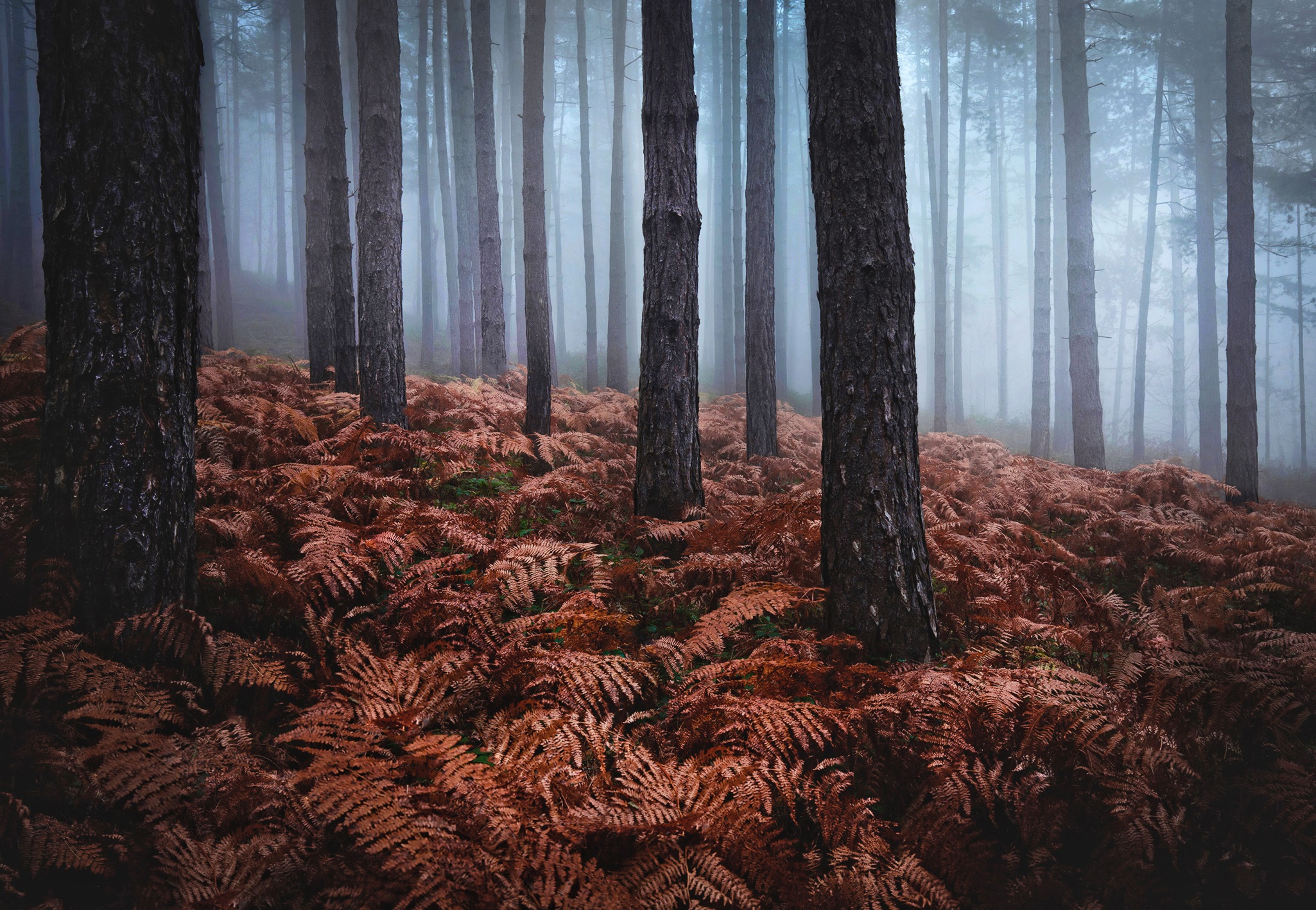 Misty forest with brown ferns and tall trees HD Wallpaper