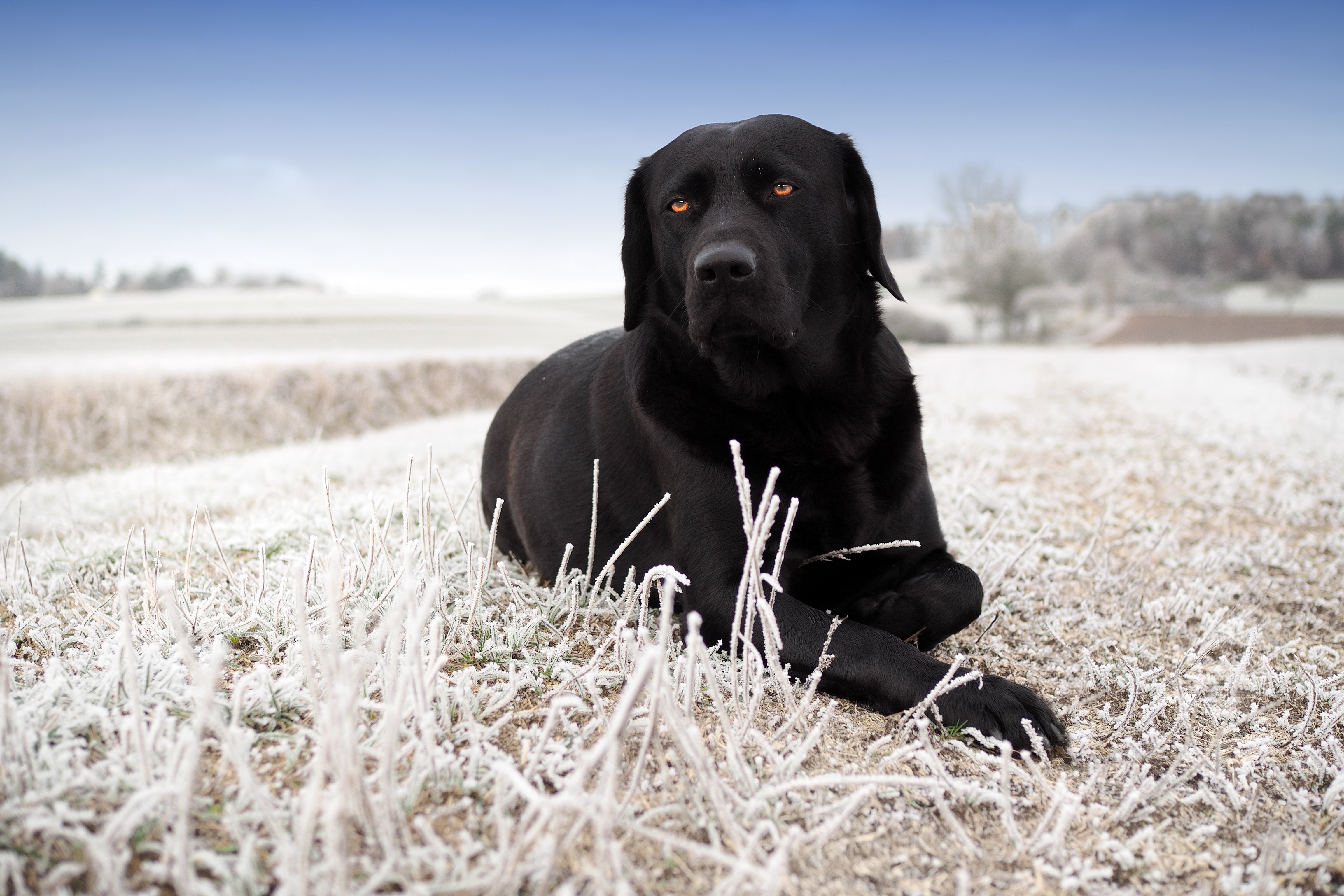 Black Labrador Retriever in Frosty Field 4K HD Wallpaper