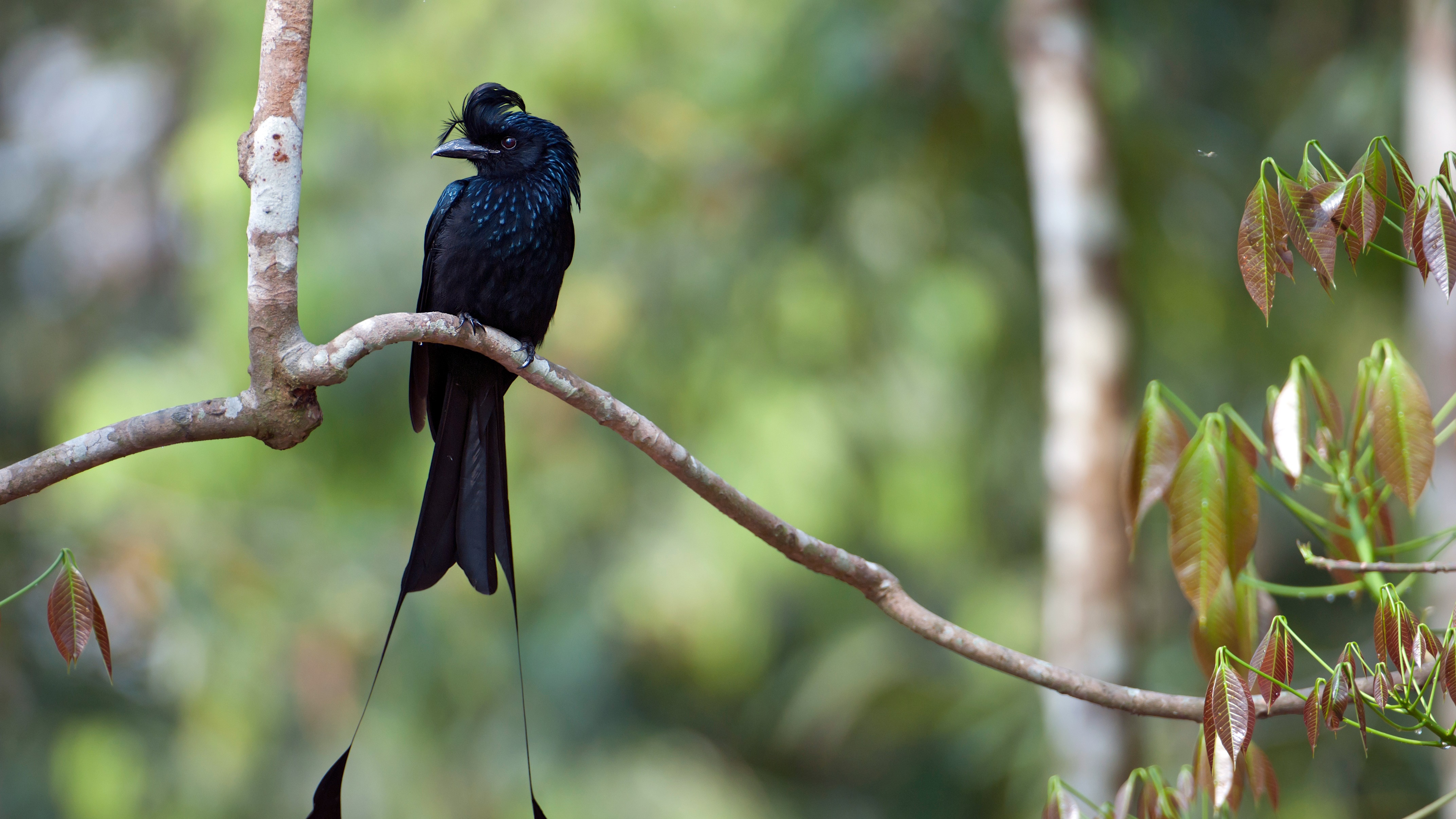 Greater racket-tailed Drongo bird perched on a branch HD Wallpaper