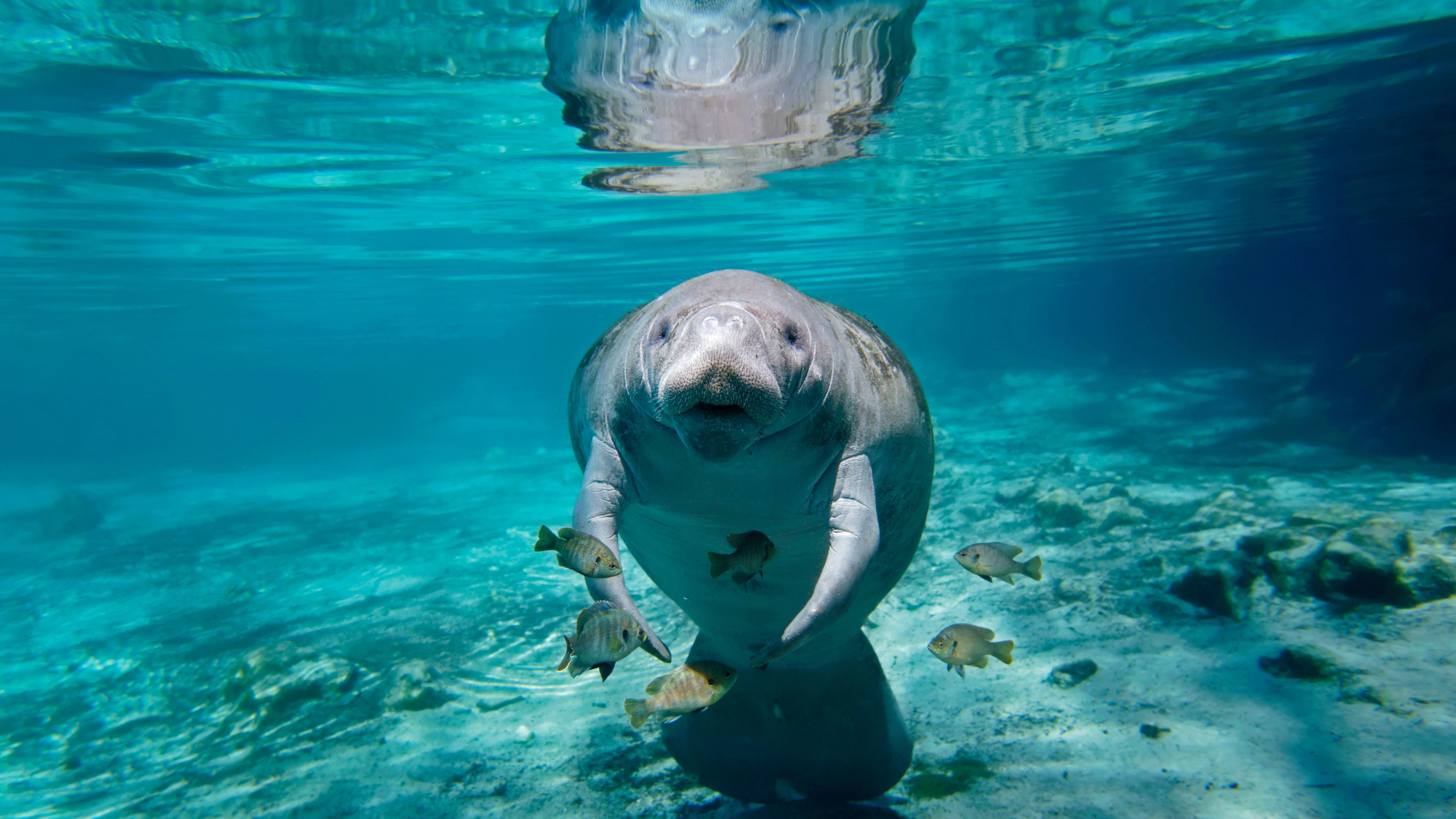 Manatee in Florida HD Wallpaper