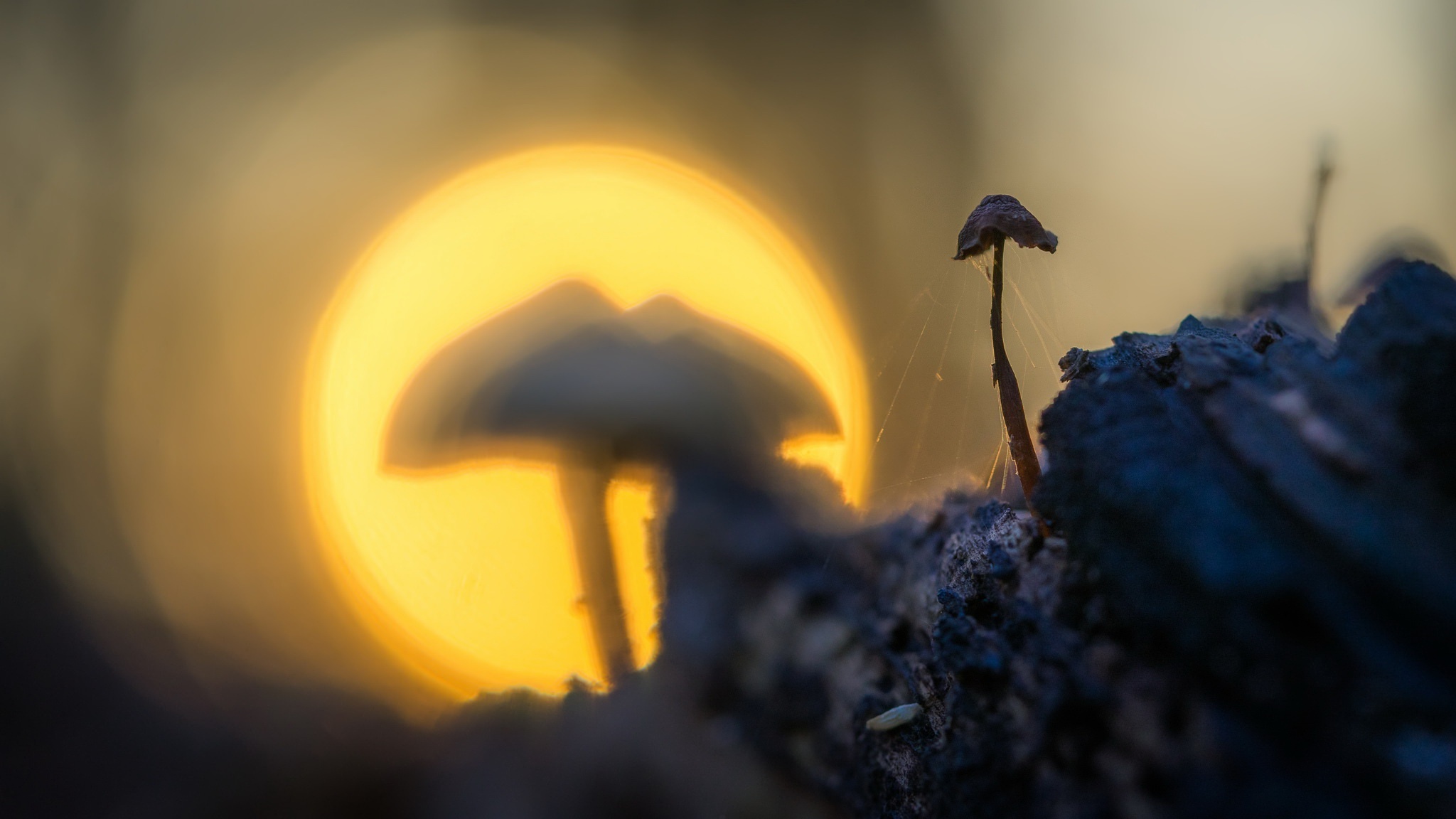 Mushrooms in front of a large, blurred yellow circle HD Wallpaper
