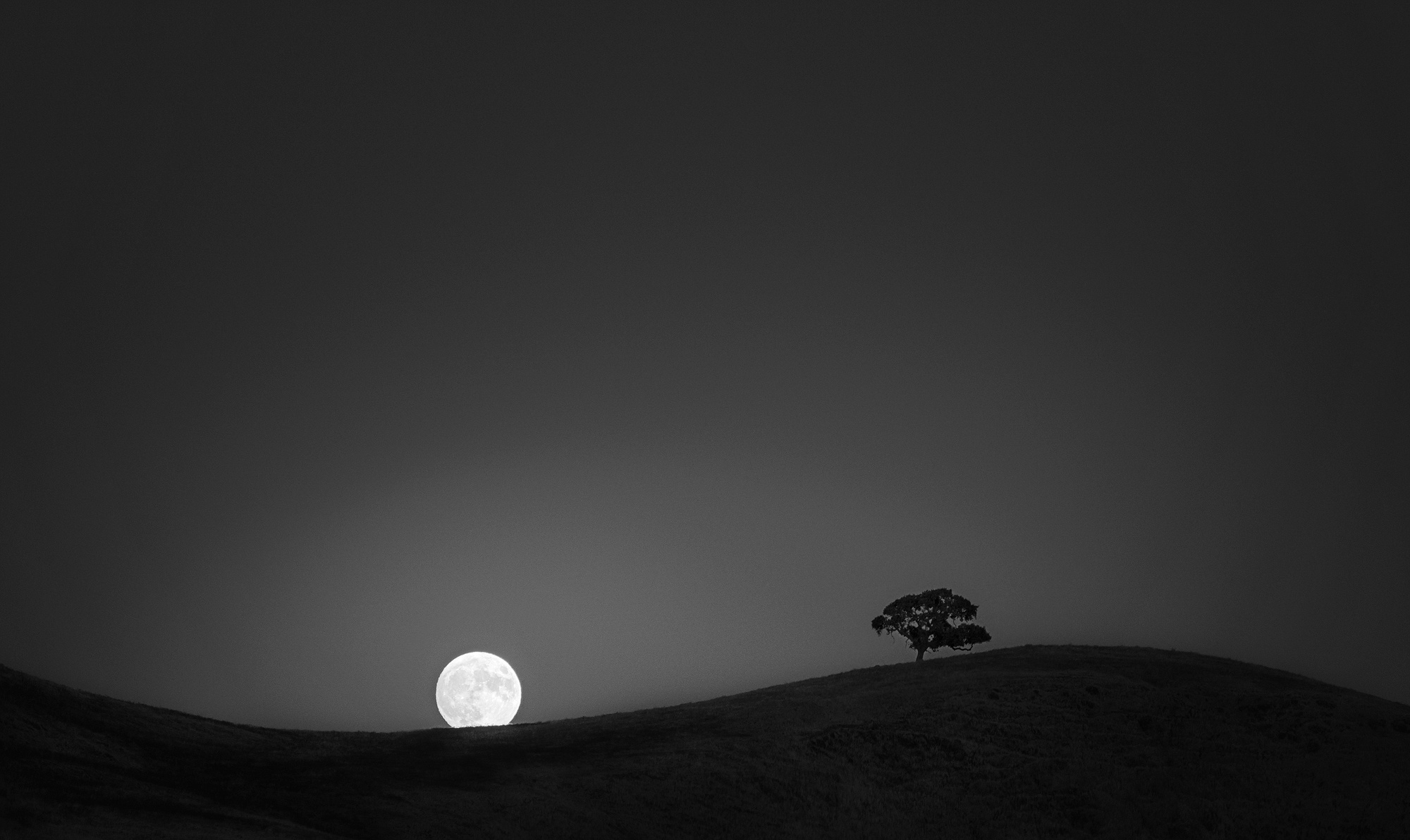 Full moon rising over a hill with a tree HD Wallpaper