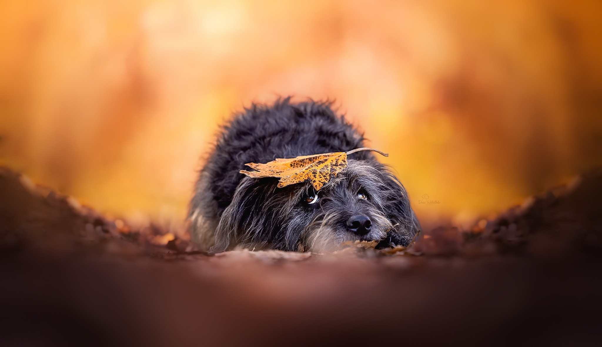 Scruffy dog with leaf on head in autumn HD Wallpaper