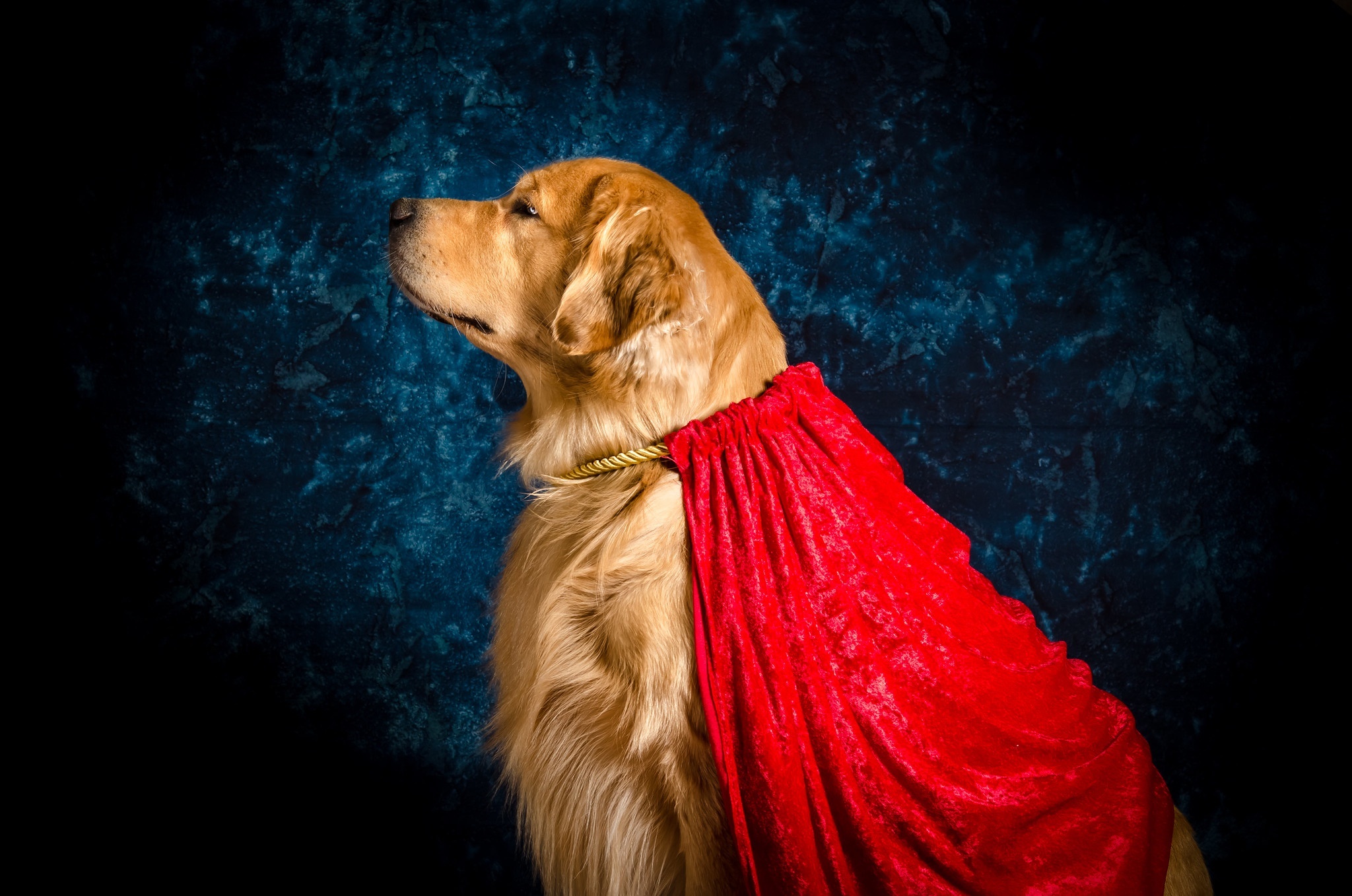 Golden Retriever dog wearing a red cape HD Wallpaper