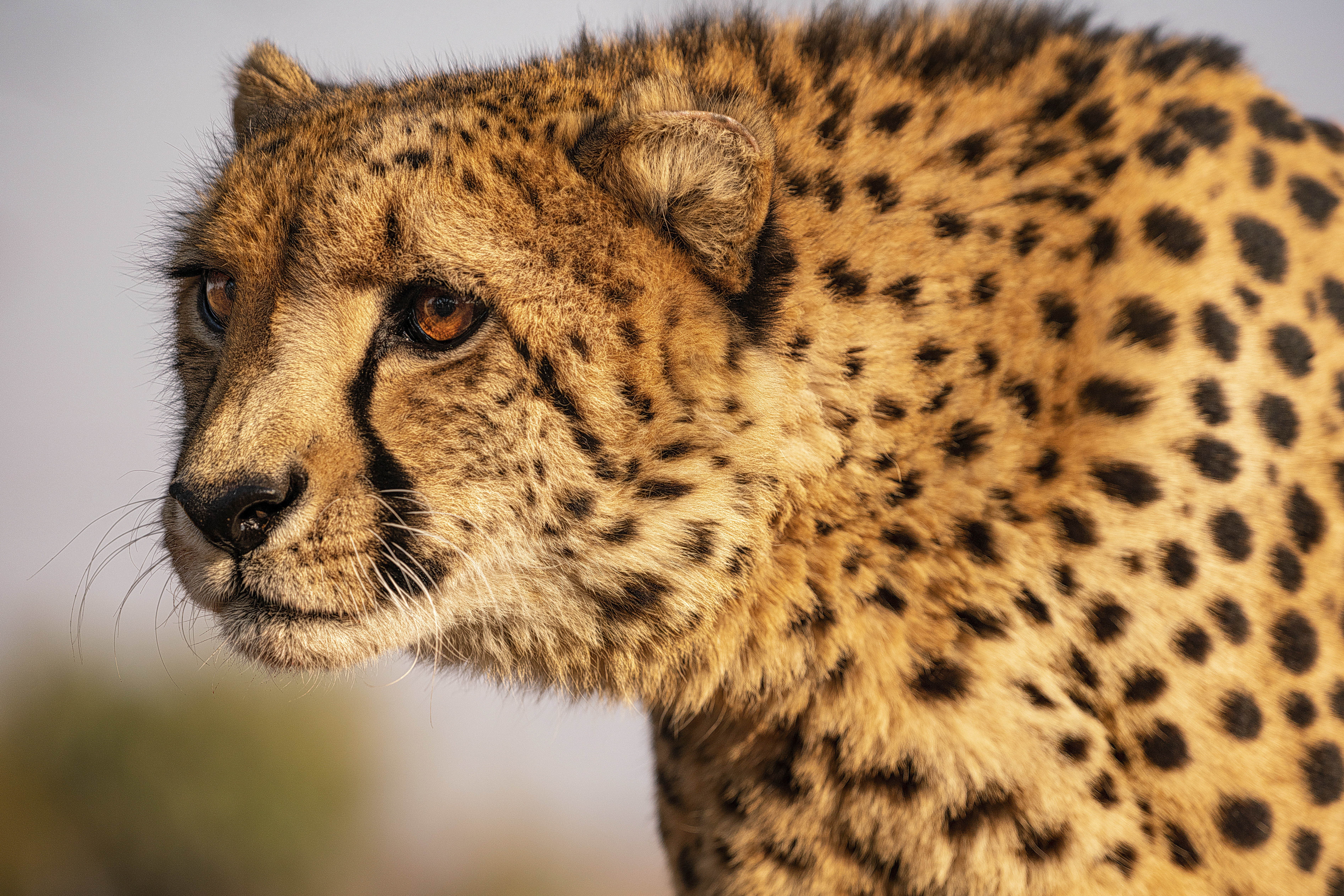 Cheetah HD Wallpaper