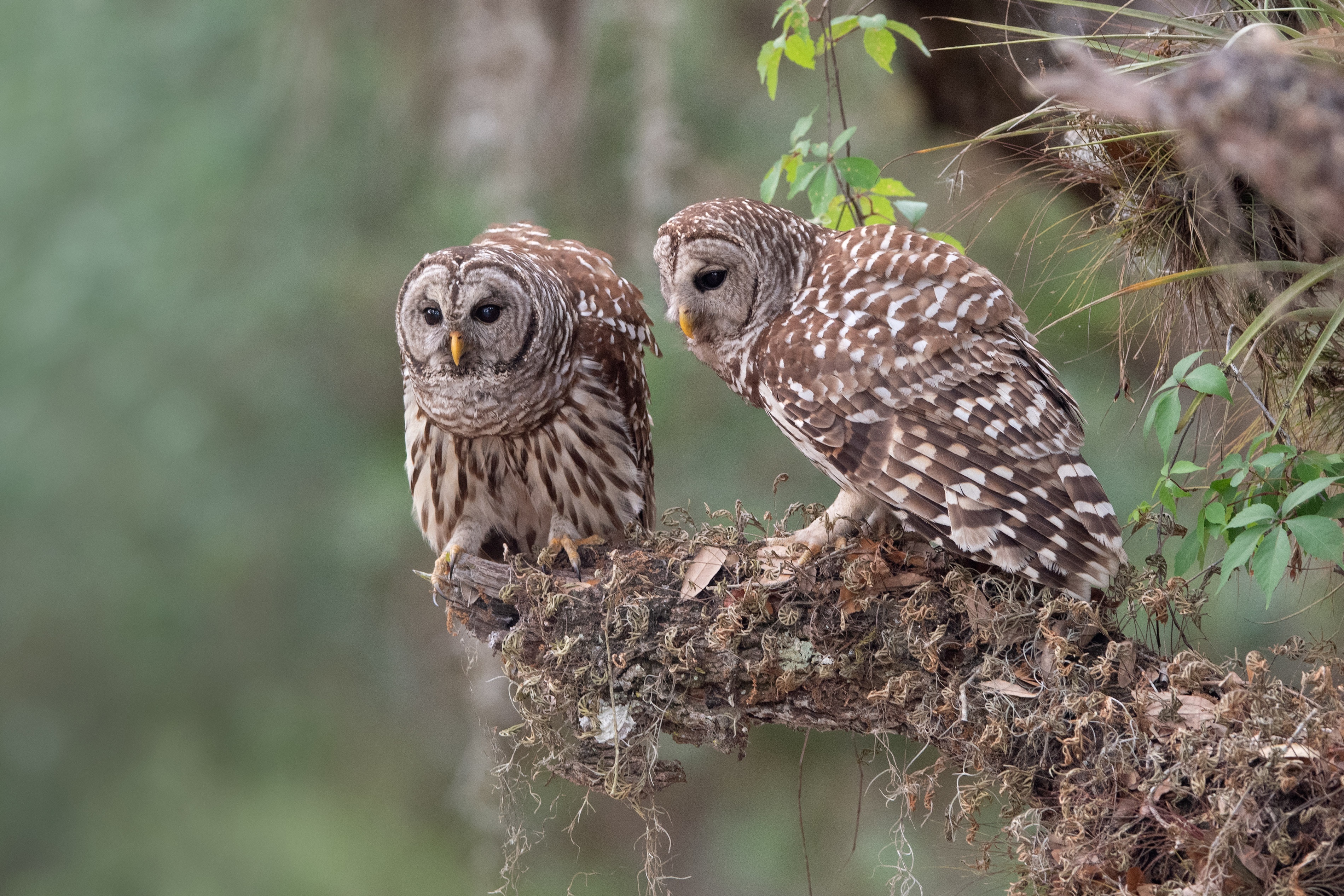 Two Barred Owls perched on a mossy branch HD Wallpaper