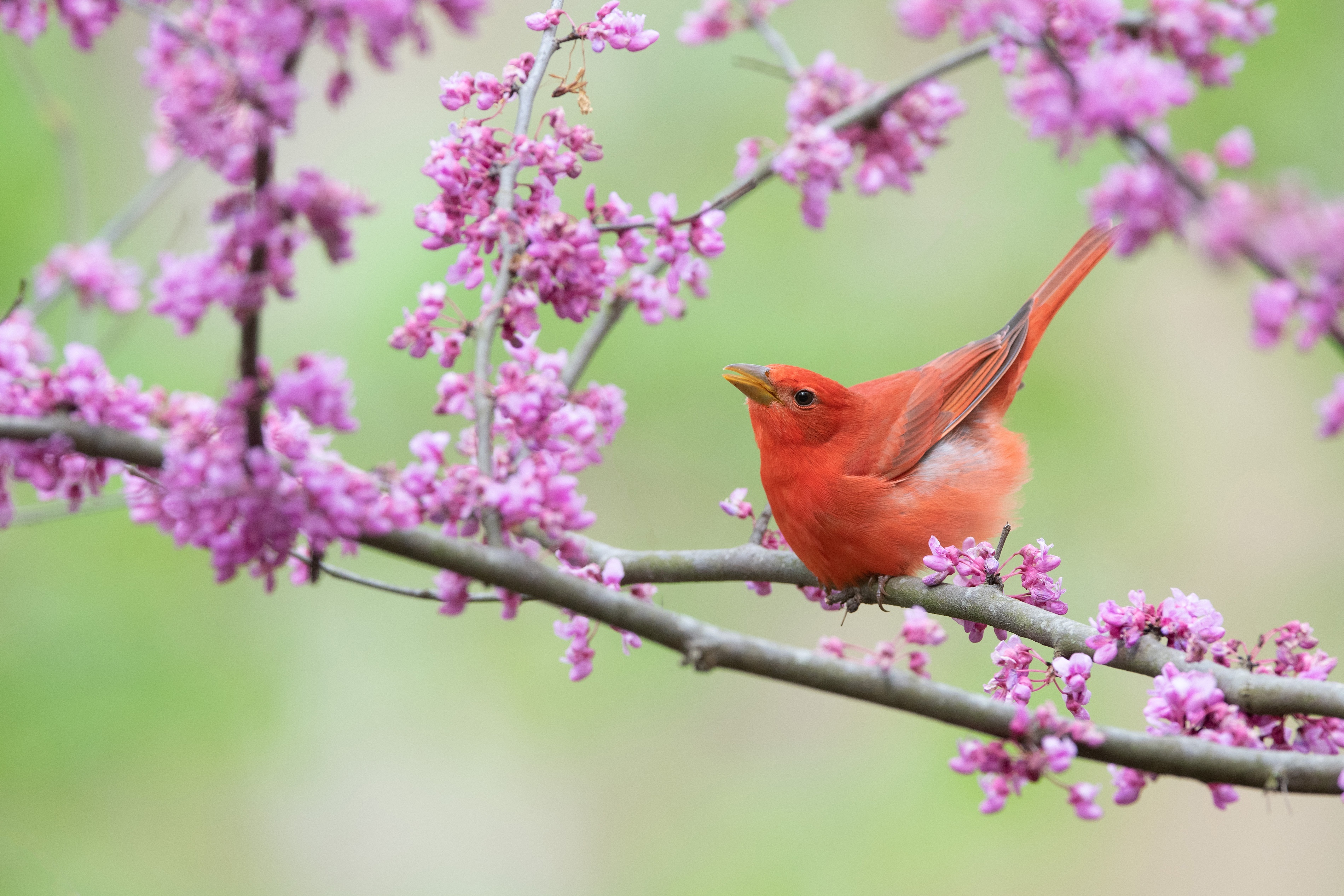 Scarlet Tanager perched on a flowering branch HD Wallpaper