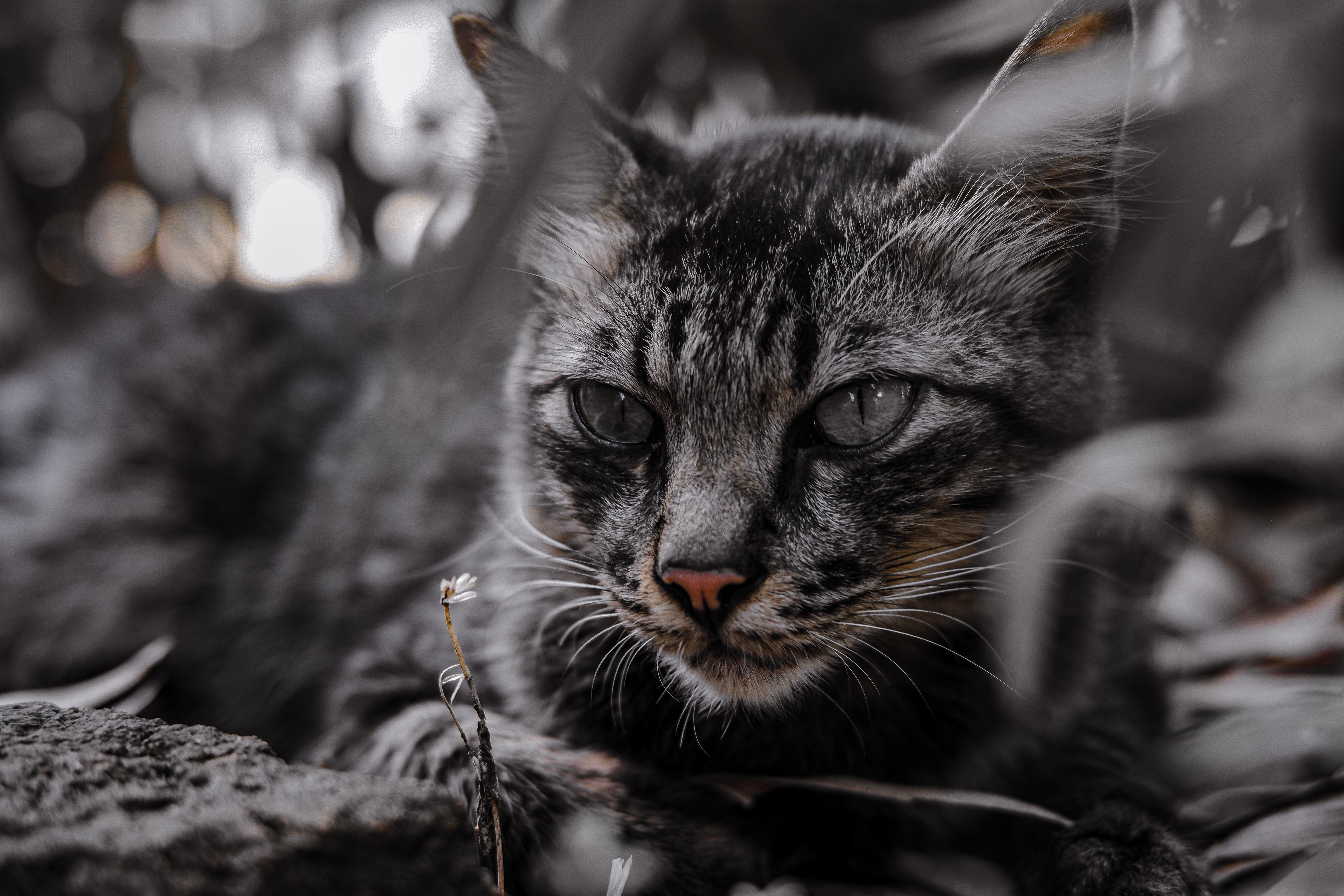 Close-up of a tabby cat in 4K HD Wallpaper