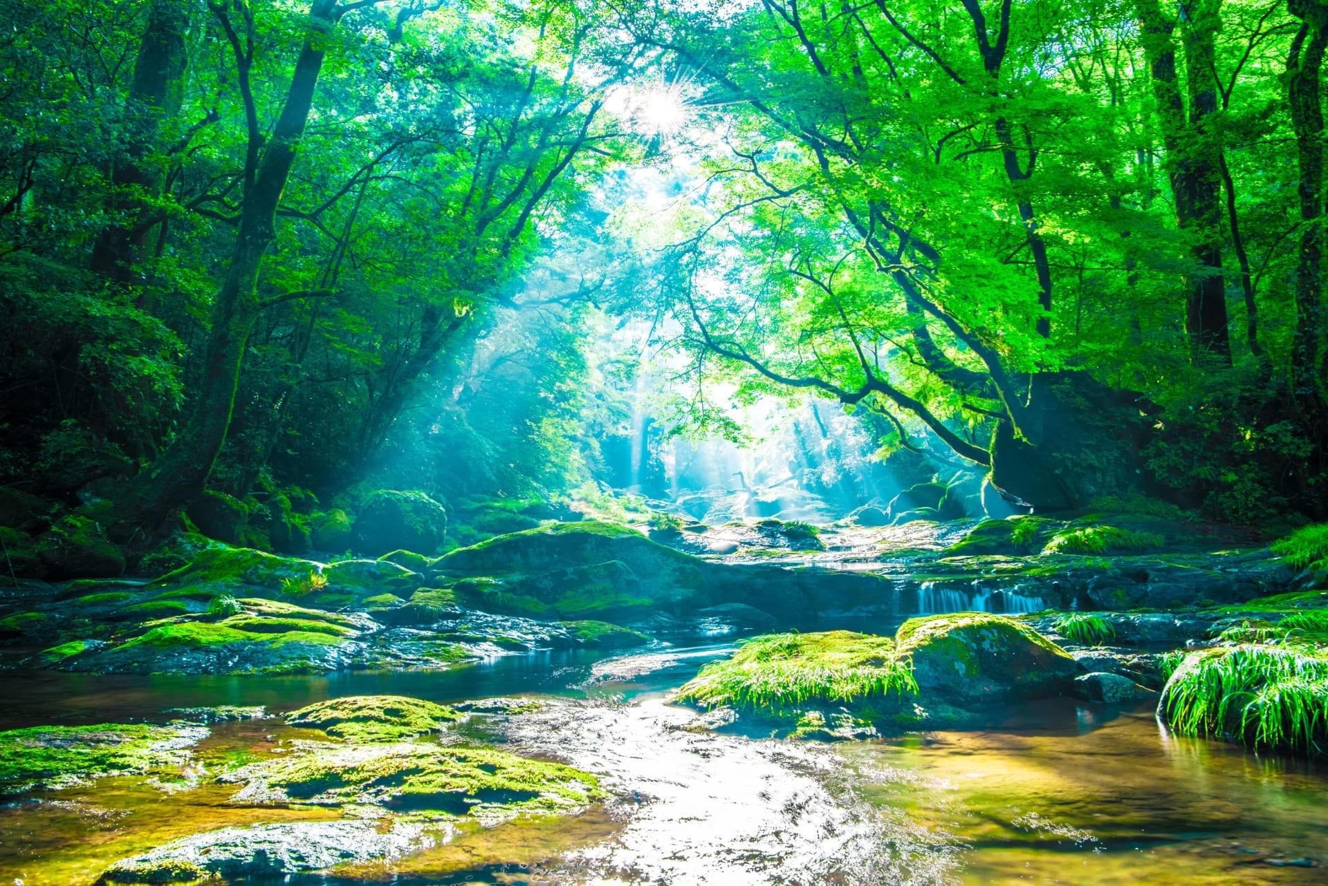 Sunbeams through a forest stream HD Wallpaper