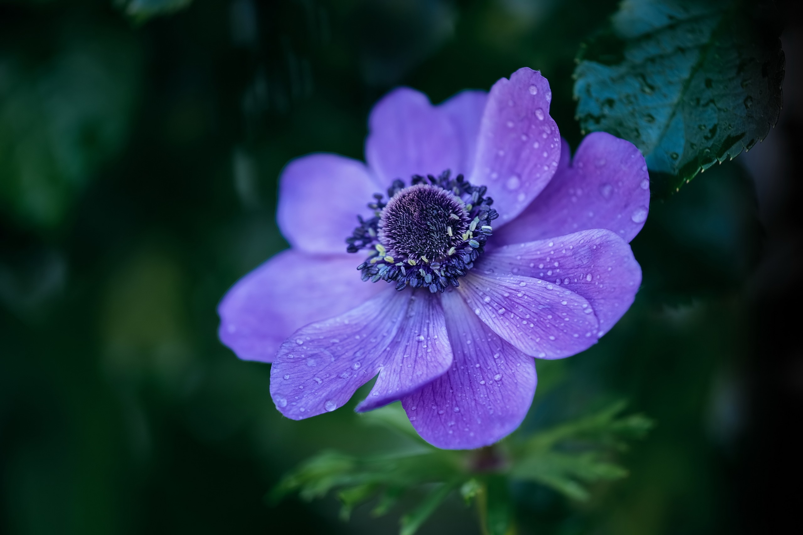 Purple Anemone Flower with Water Droplets HD Wallpaper