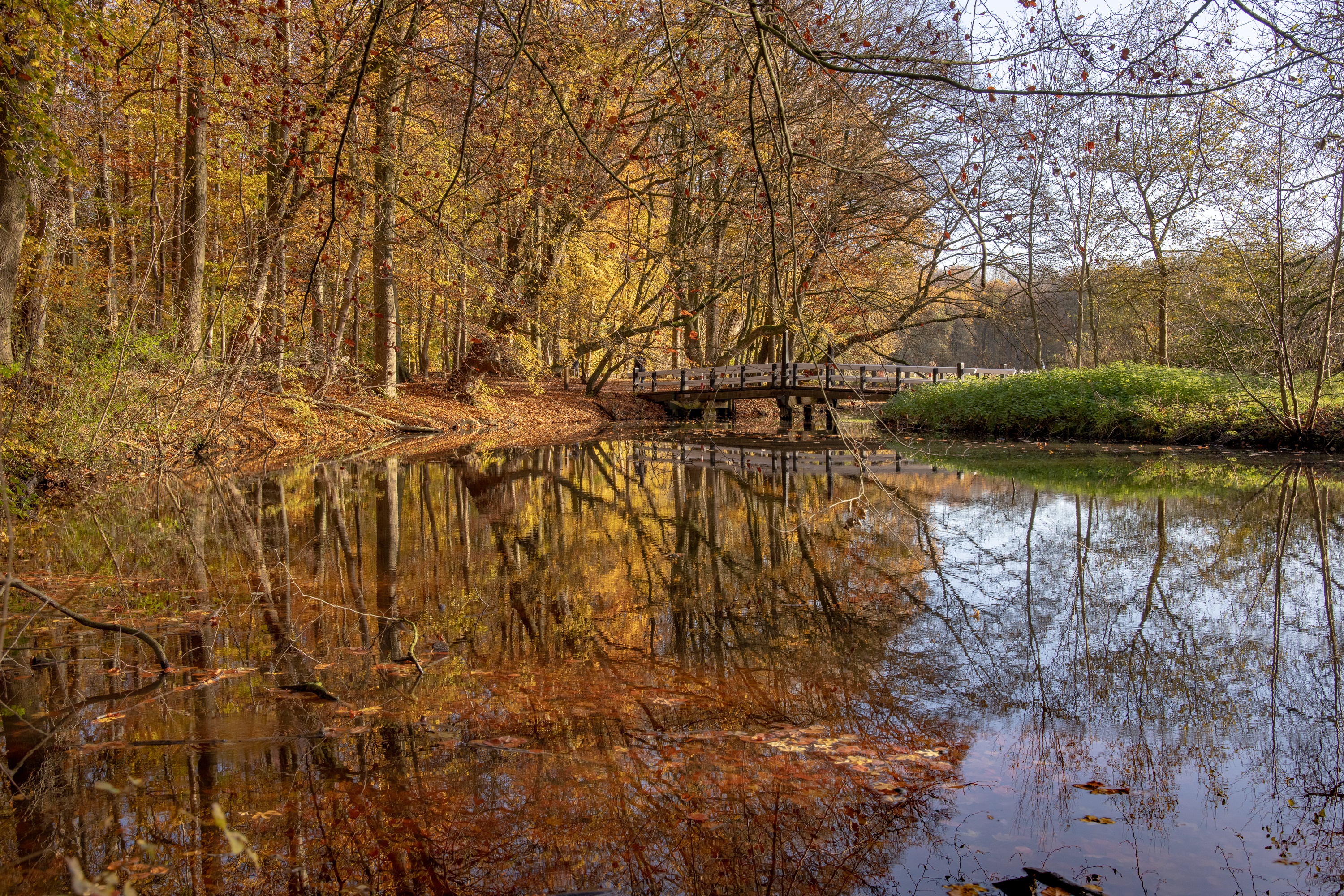 Autumn forest and lake with wooden bridge HD Wallpaper