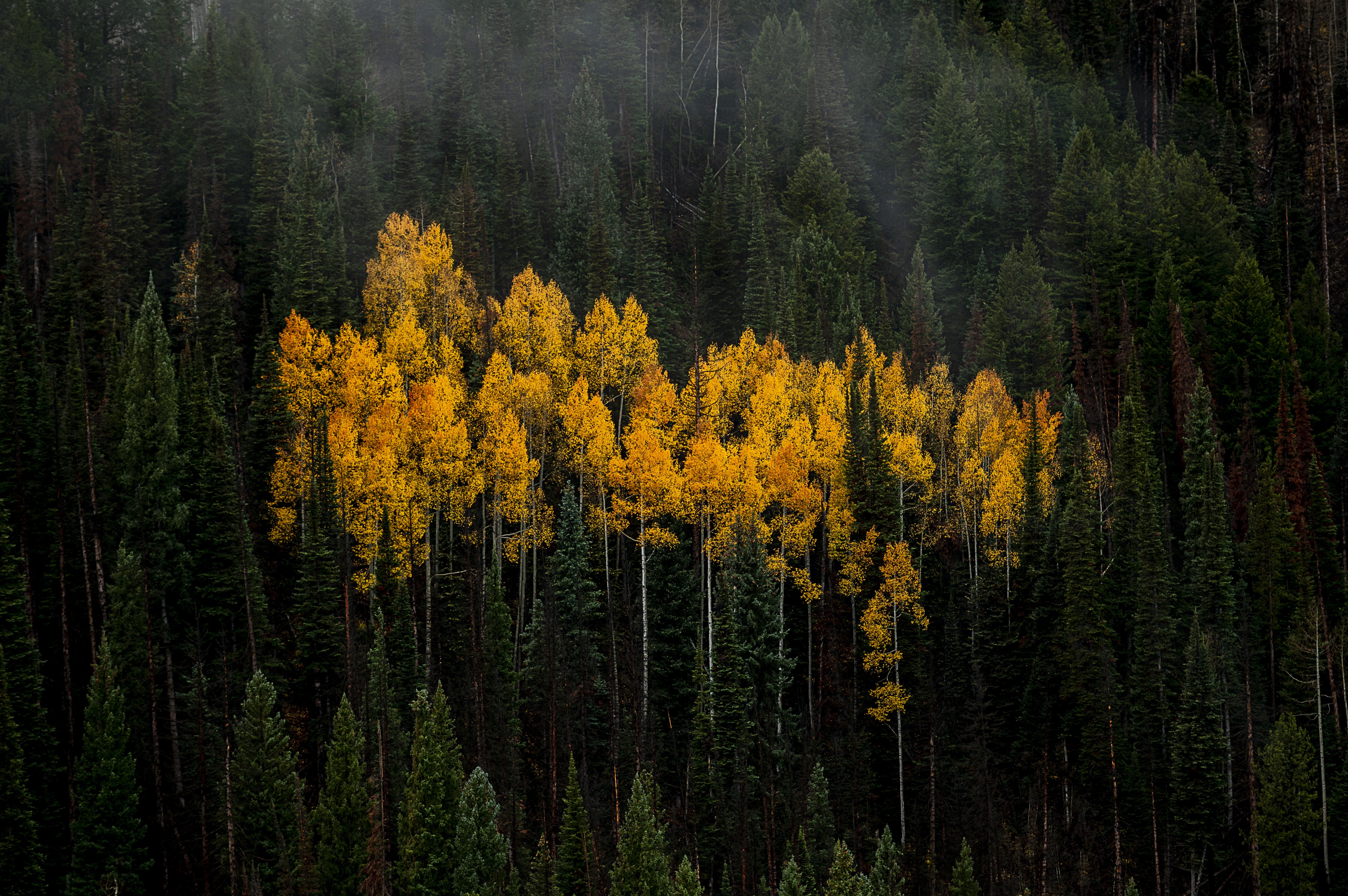Aspen Patch in a Dark Forest HD Wallpaper