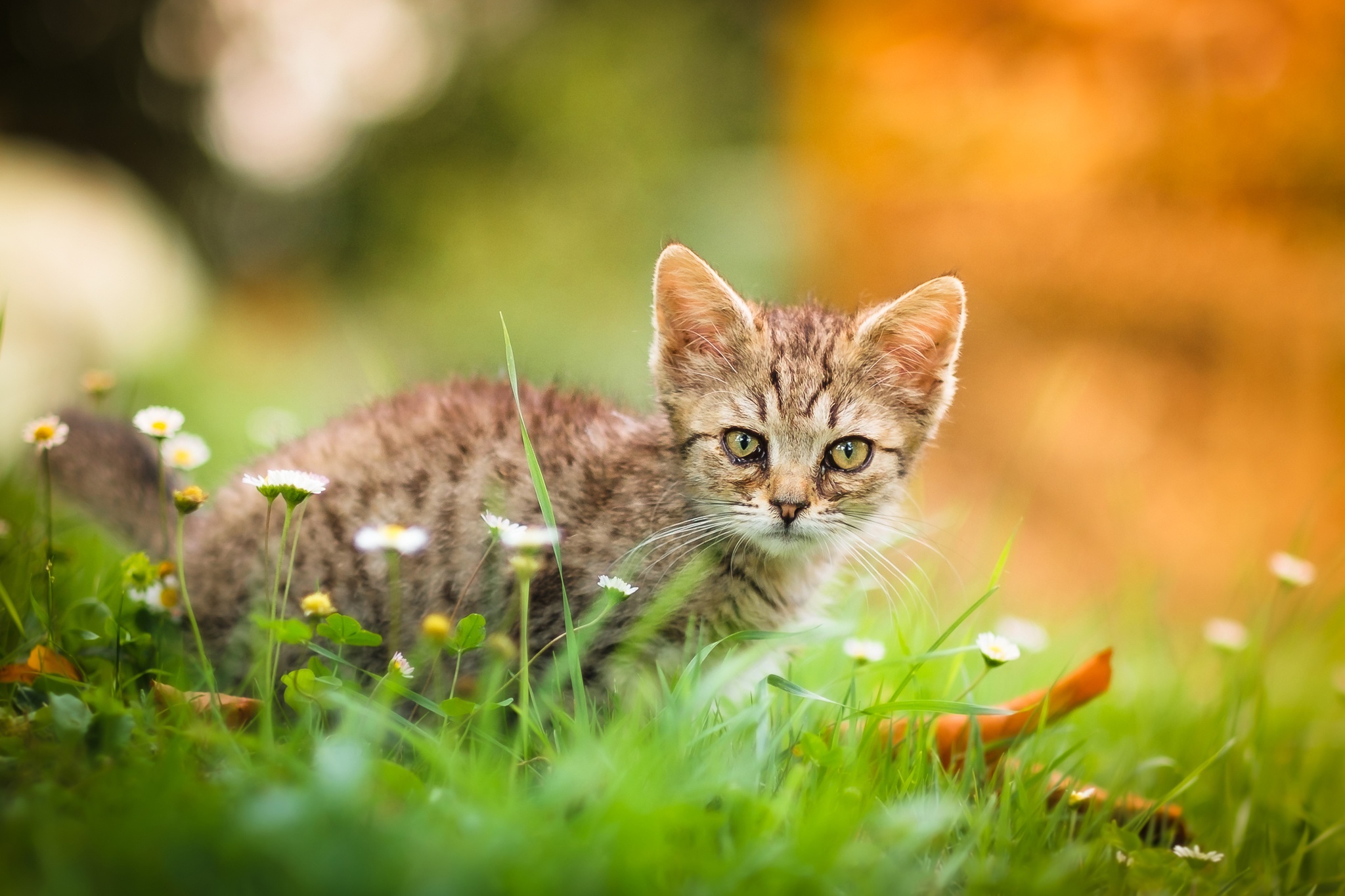 Kitten in grass with daisies HD Wallpaper