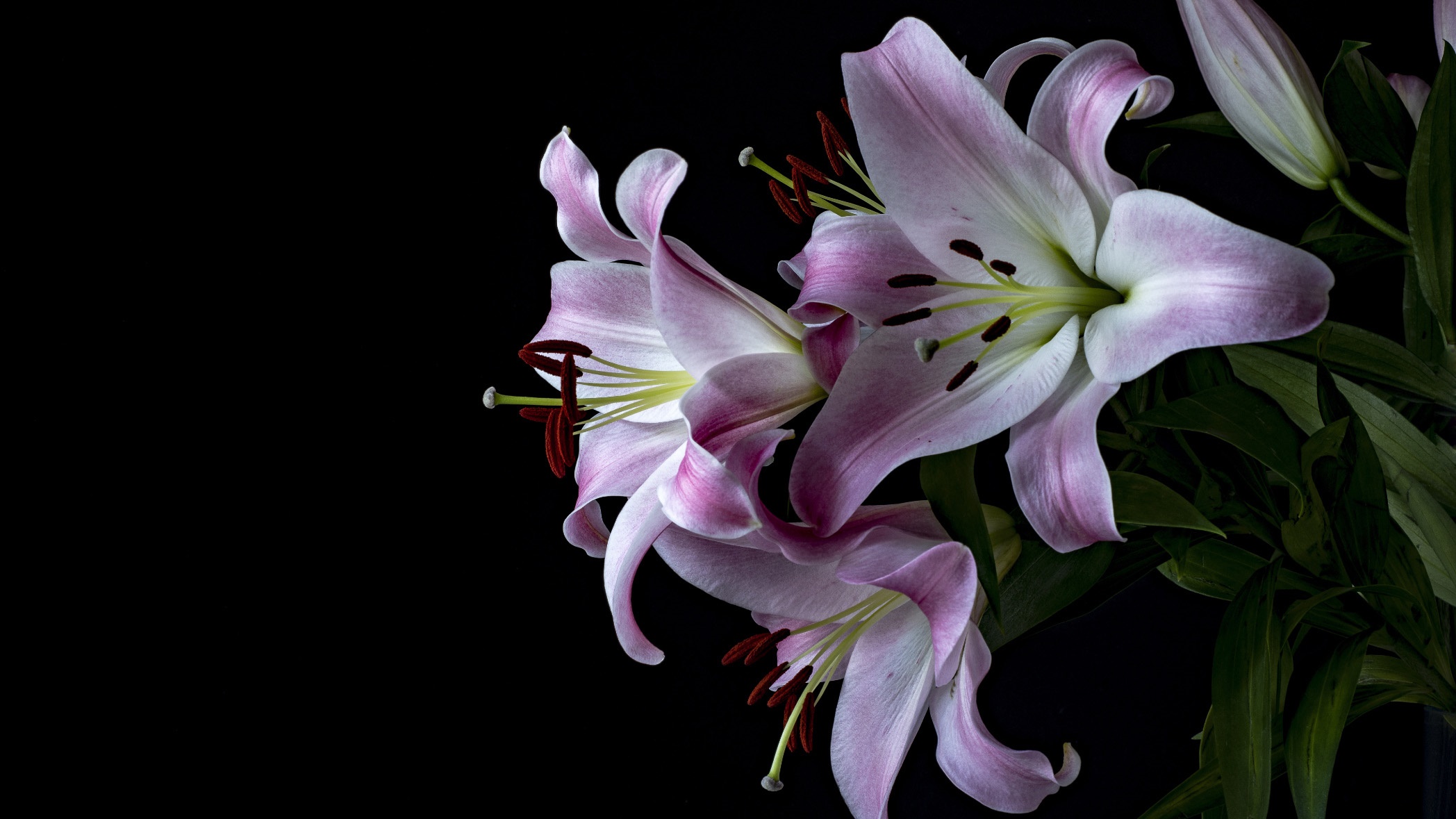 Pink and white lilies on a black background HD Wallpaper