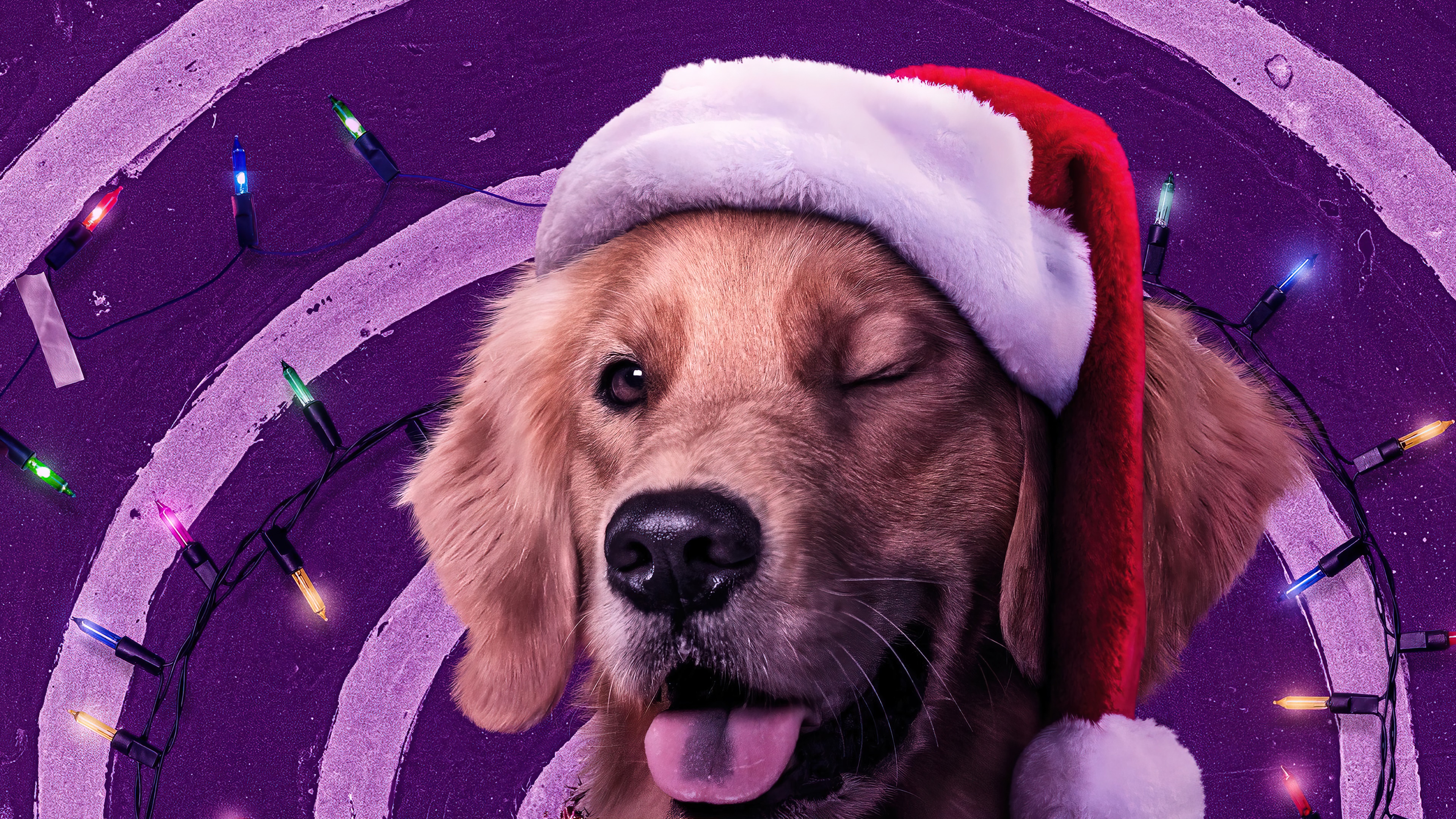 Lucky the Pizza Dog from Hawkeye 4K HD Wallpaper