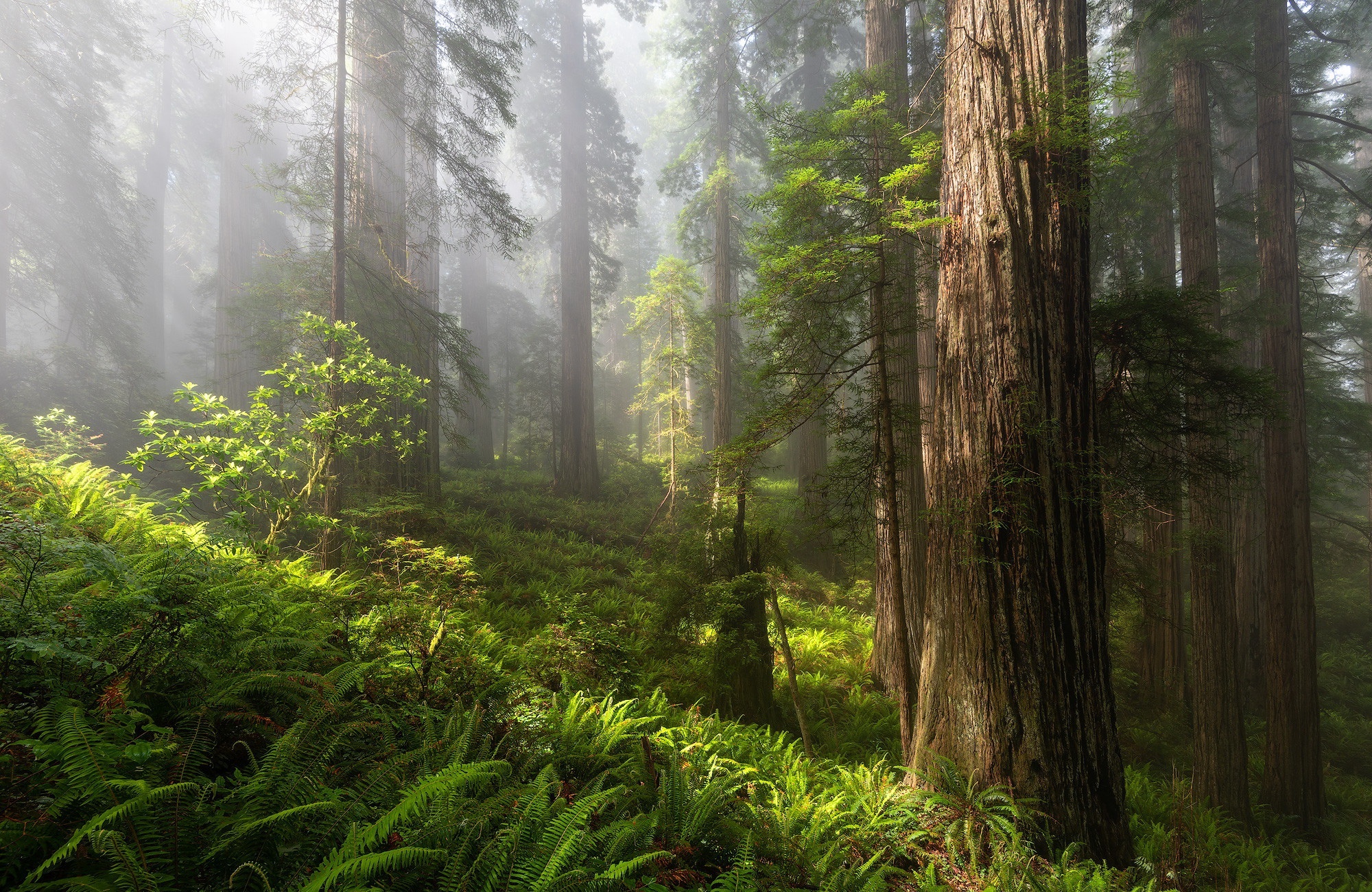 Misty redwood forest with ferns and sunlight HD Wallpaper