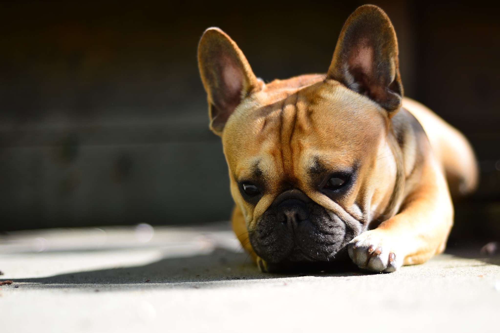 French Bulldog lying down outdoors HD Wallpaper