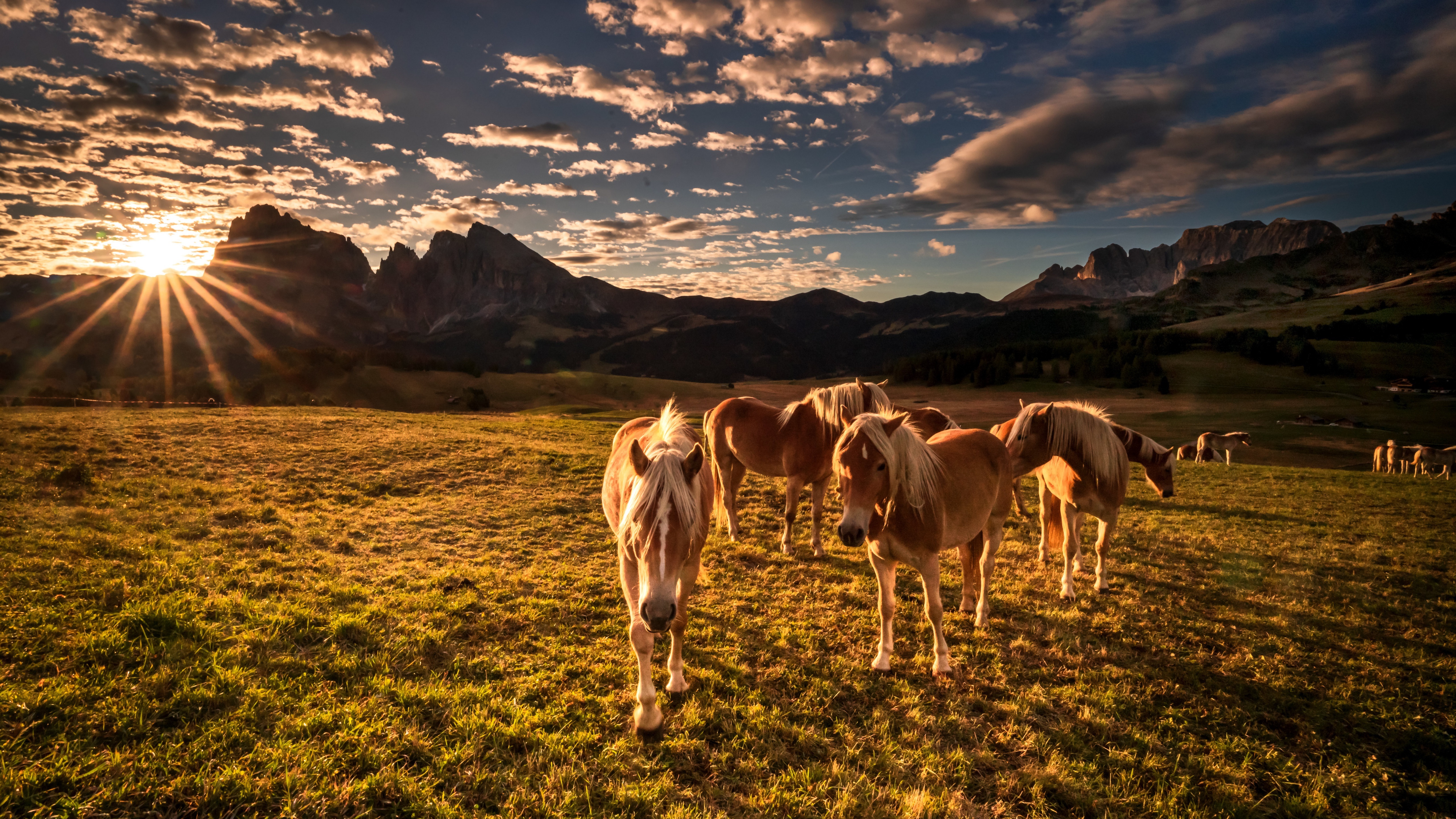 Horses in the Dolomites at Sunset HD Wallpaper