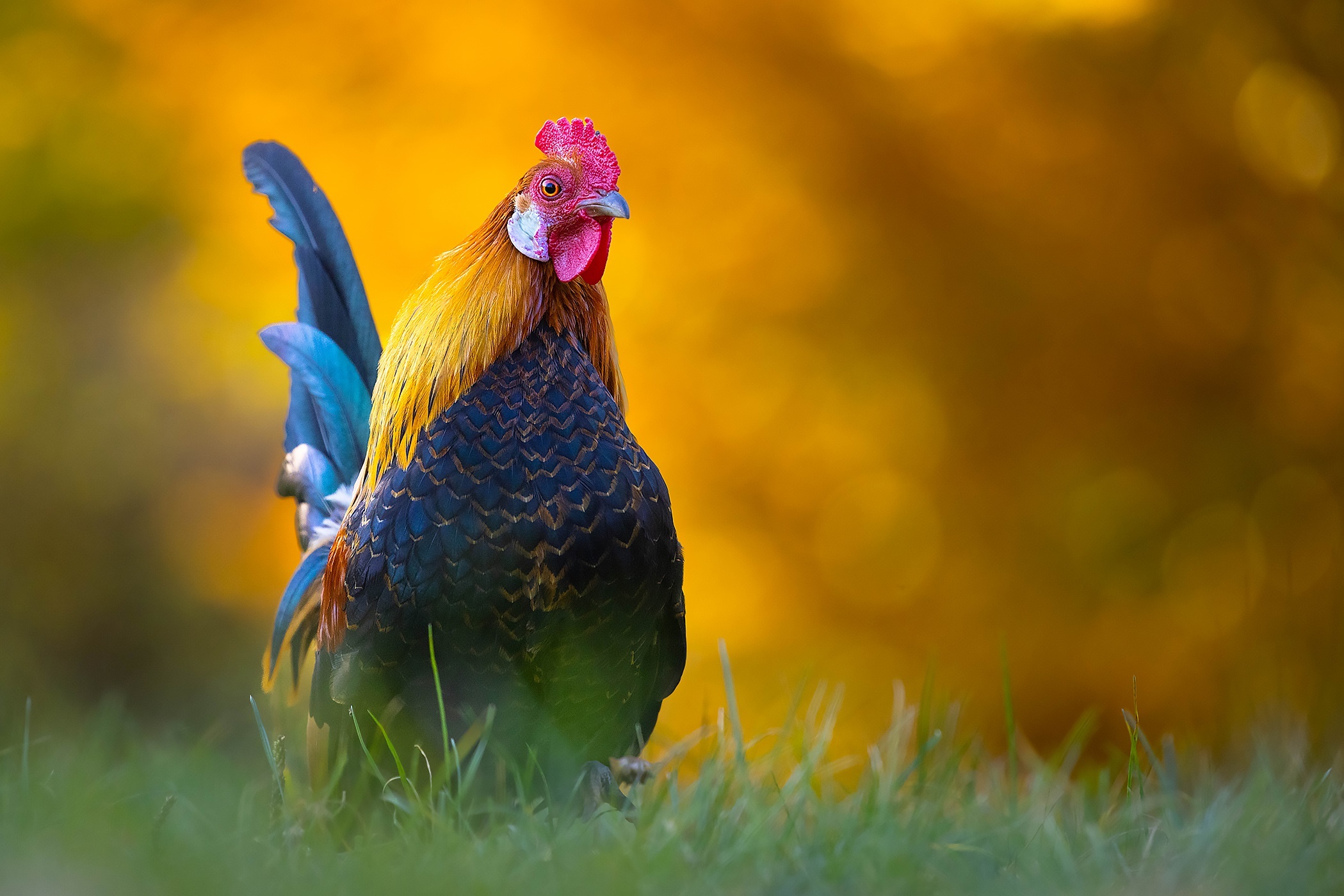 Rooster in a grassy field with blurred background HD Wallpaper