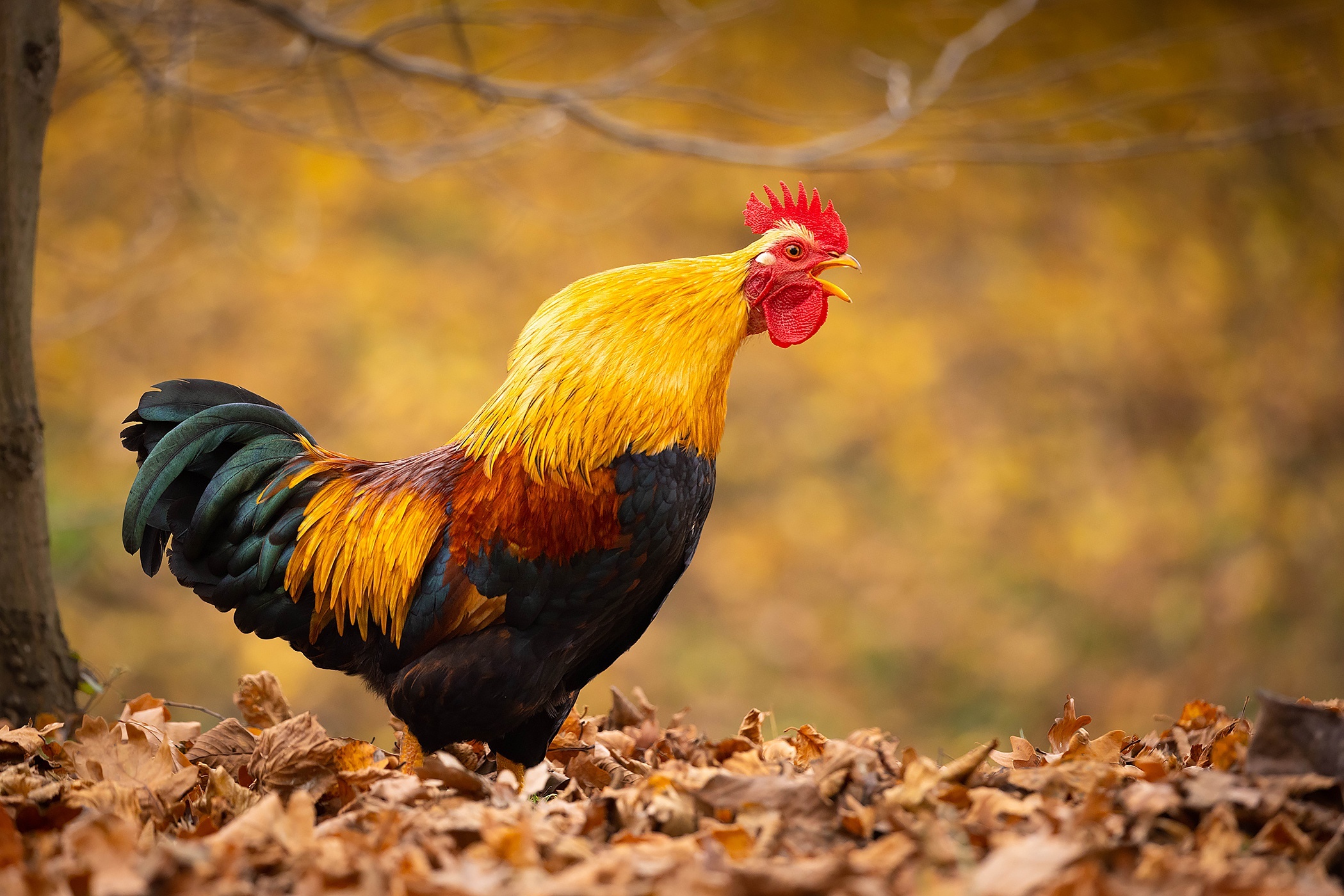 Rooster standing in autumn leaves HD Wallpaper