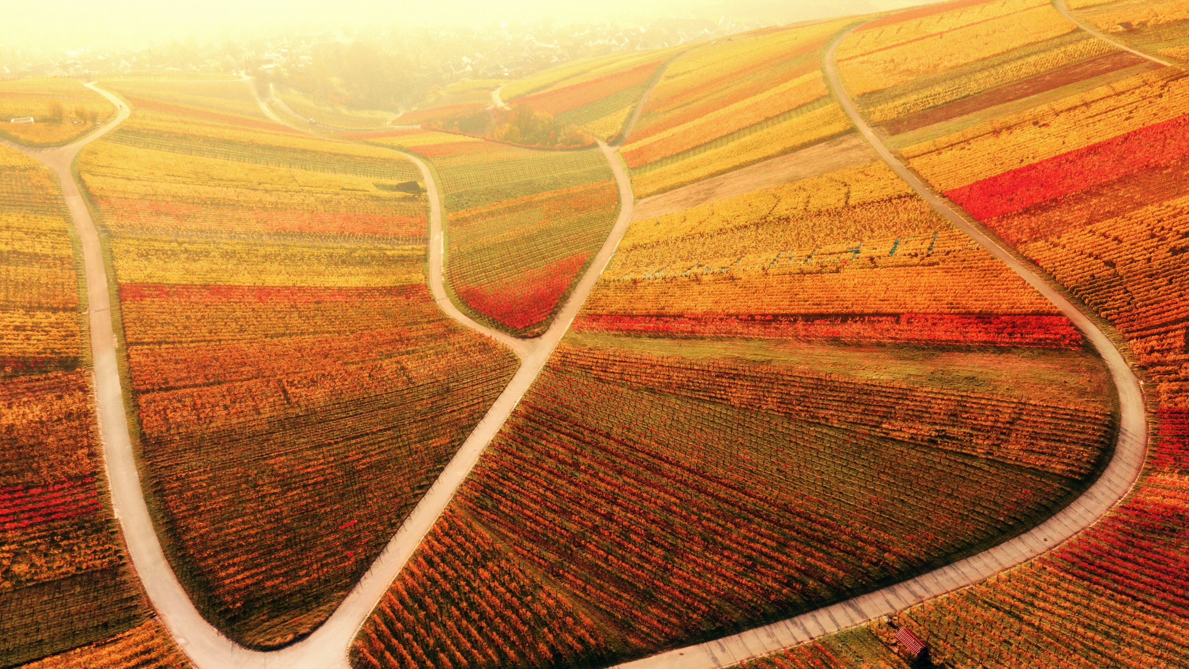Vineyard in Fall Colors 4K HD Wallpaper
