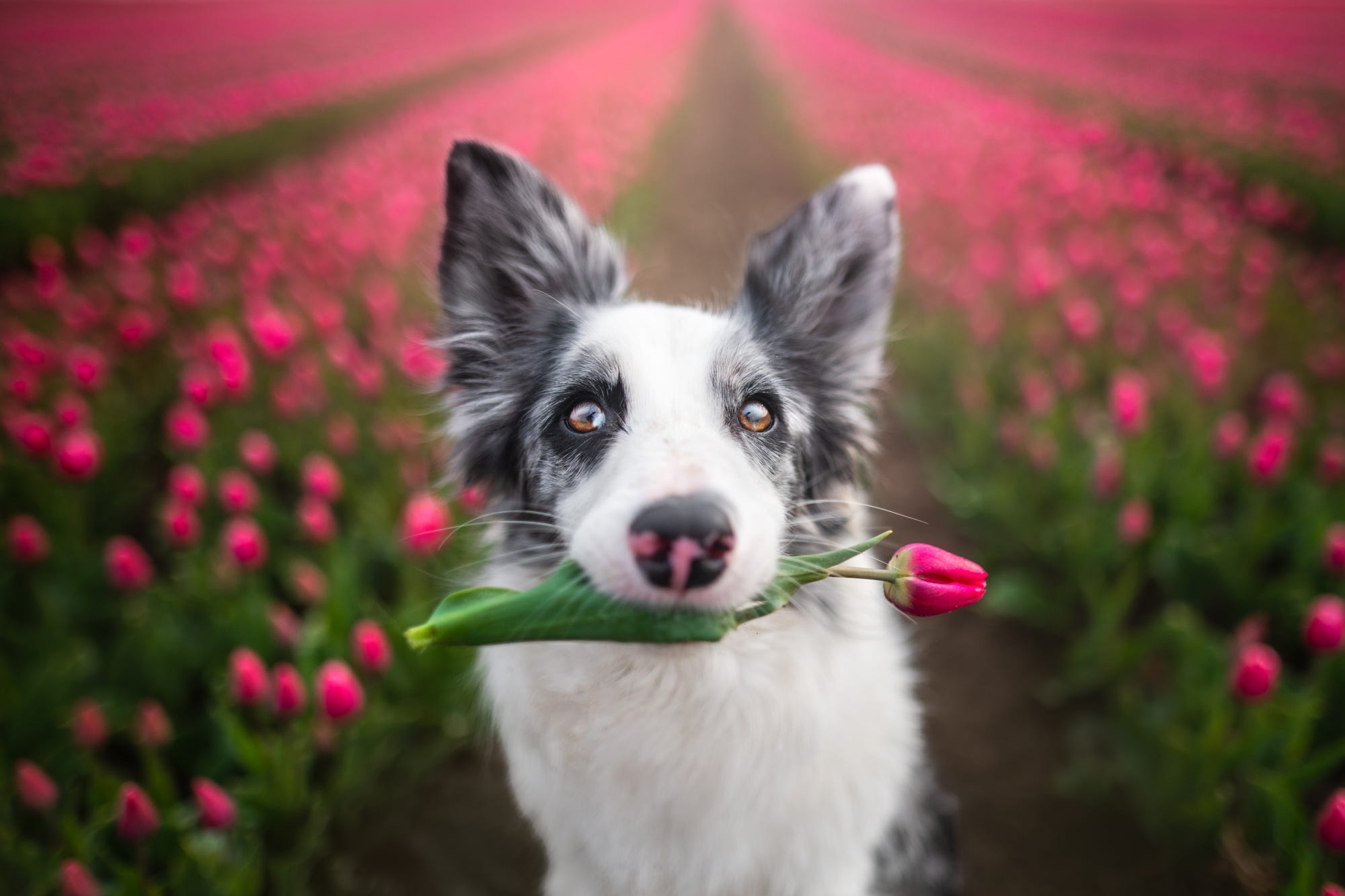 Border Collie holding a tulip in a field HD Wallpaper