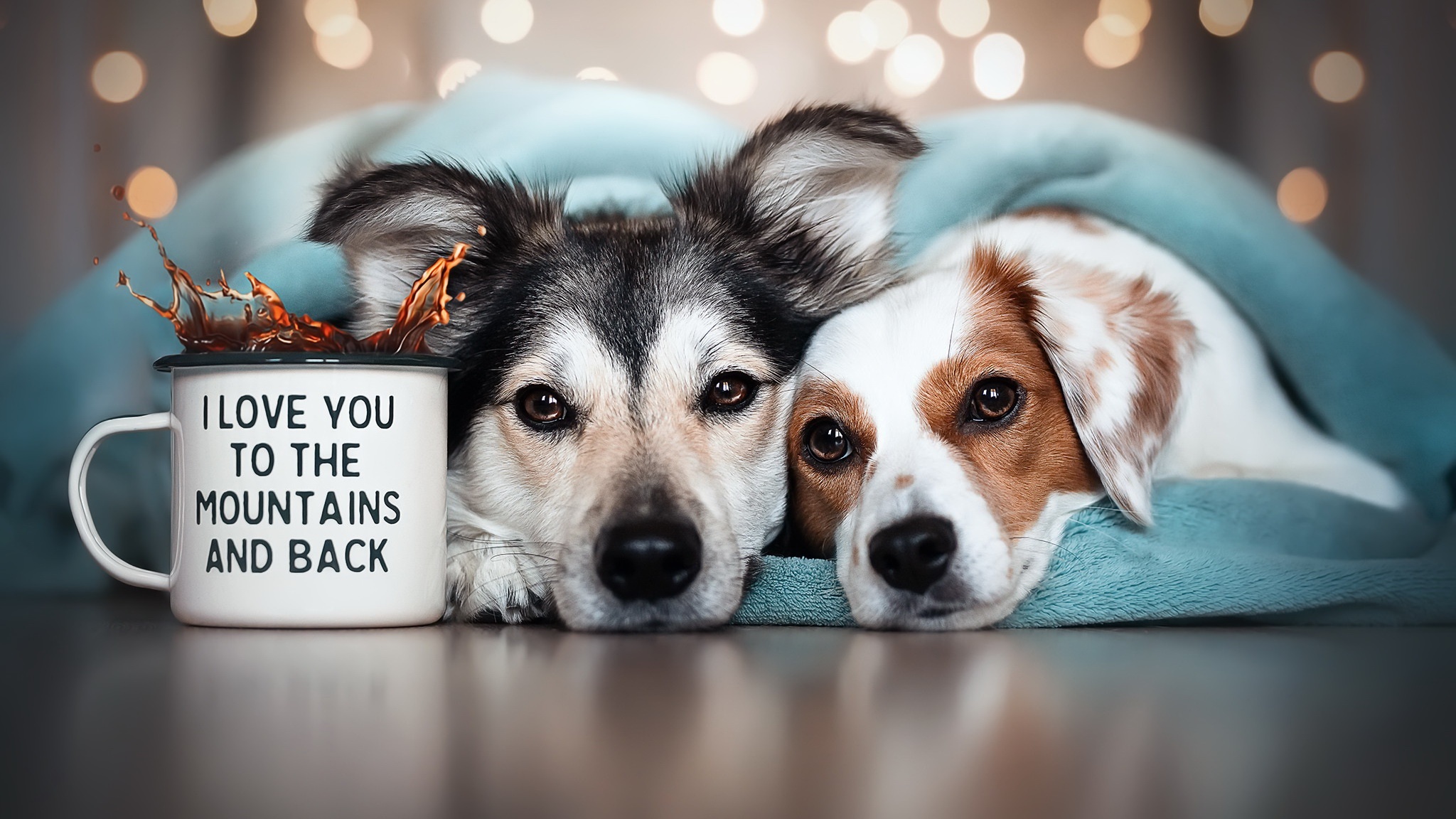 Two dogs under a blanket with a mug HD Wallpaper