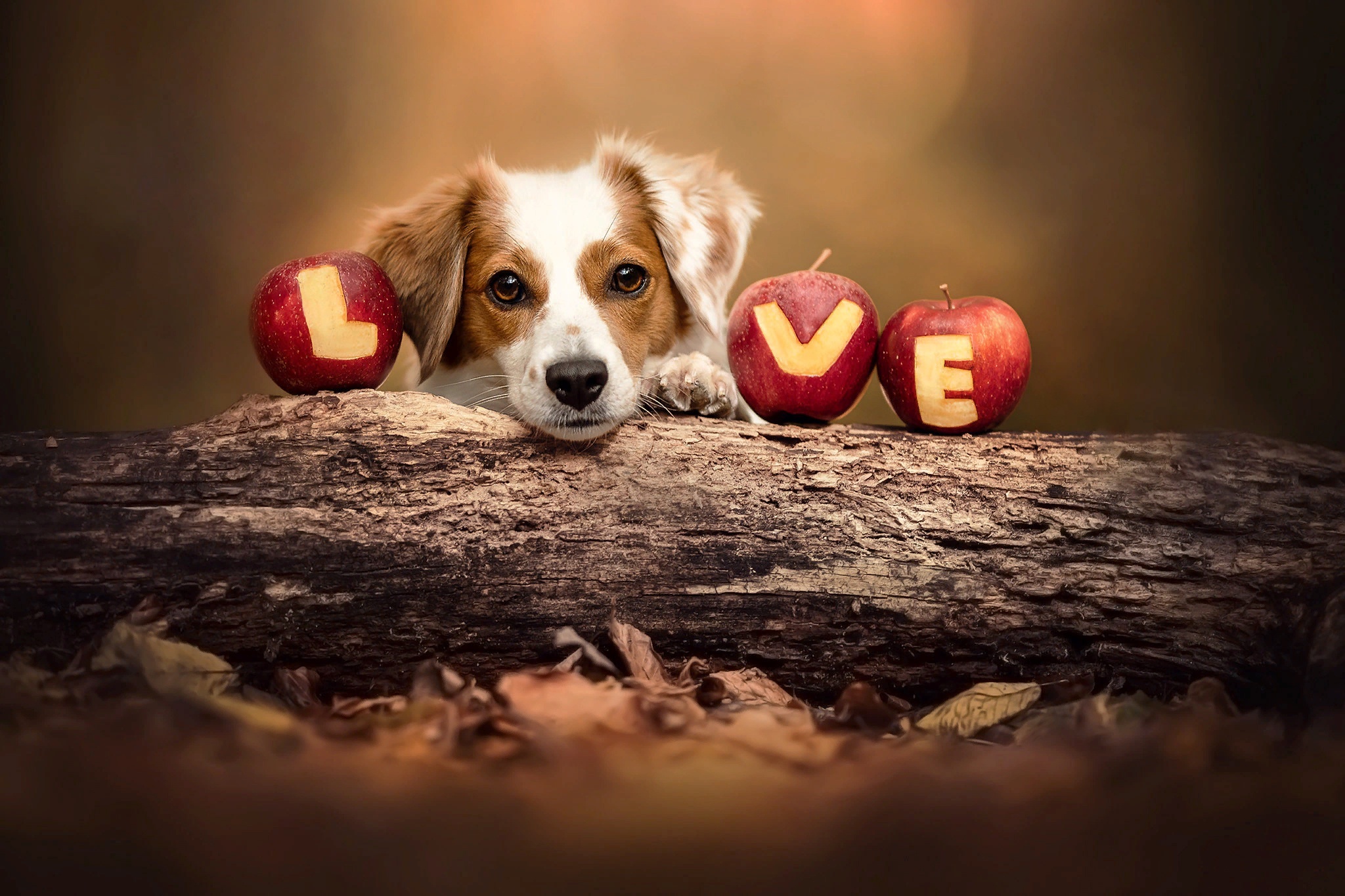 Dog with apples spelling LOVE on a log HD Wallpaper