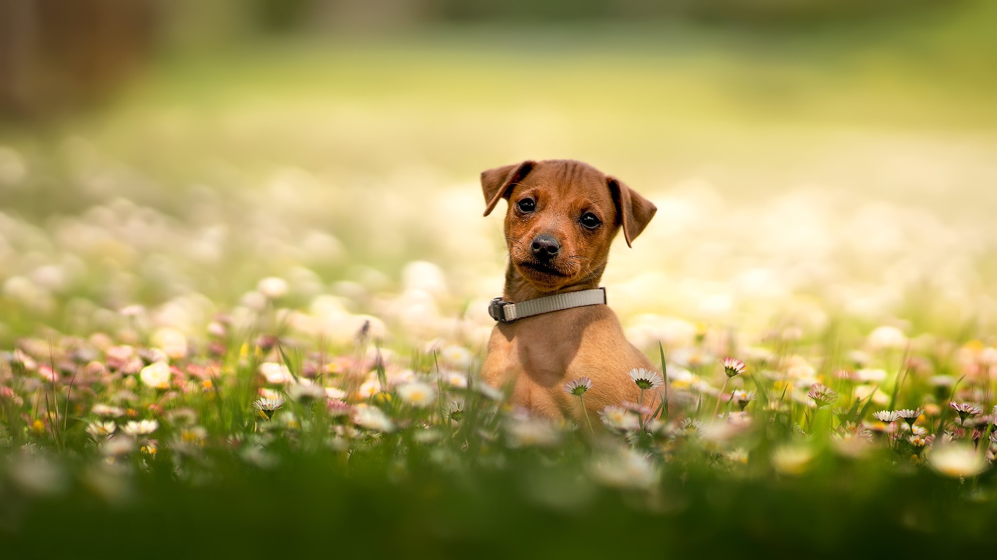 Brown puppy sitting in a field of daisies HD Wallpaper