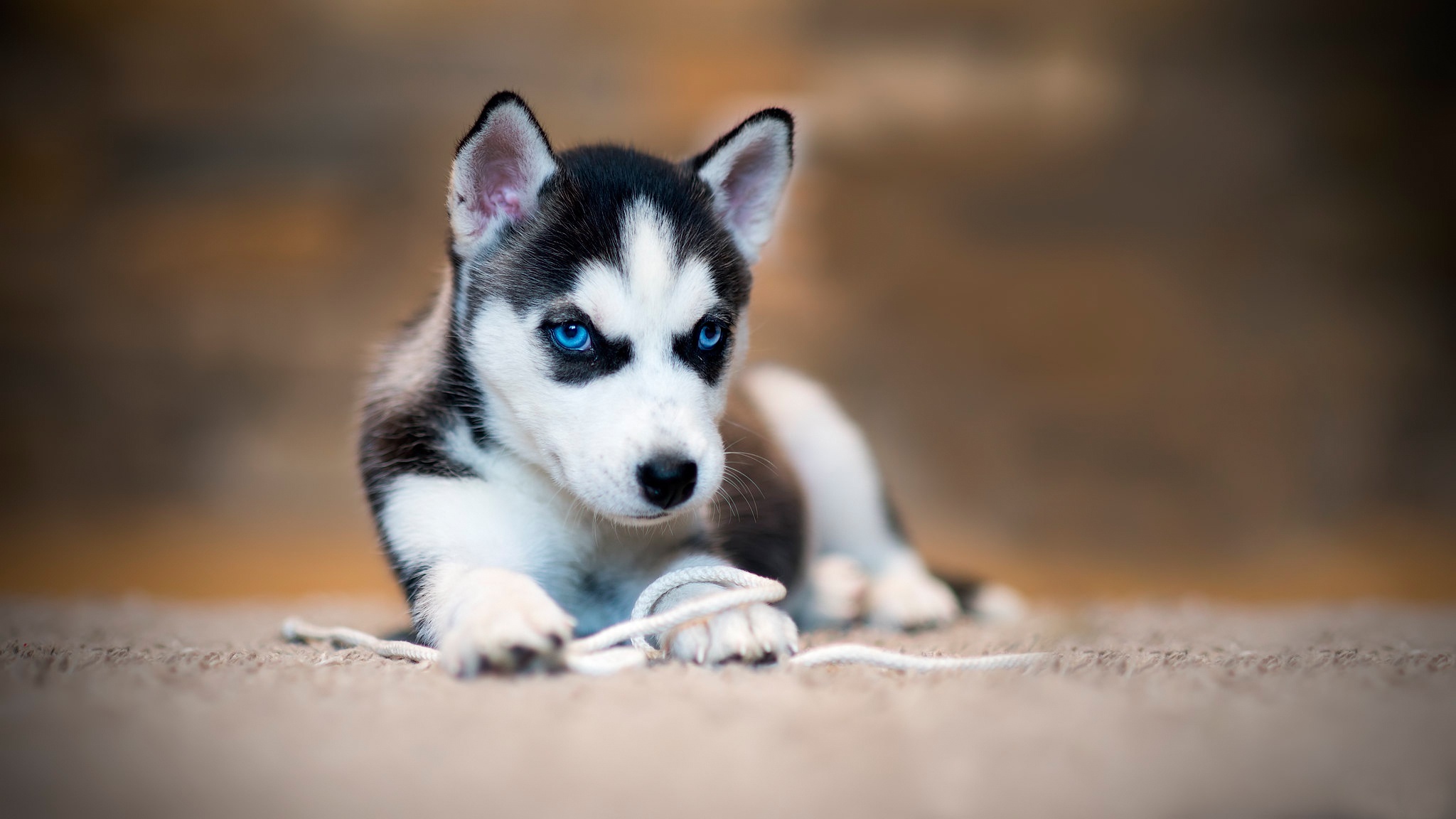 Husky puppy with blue eyes playing with a rope HD Wallpaper