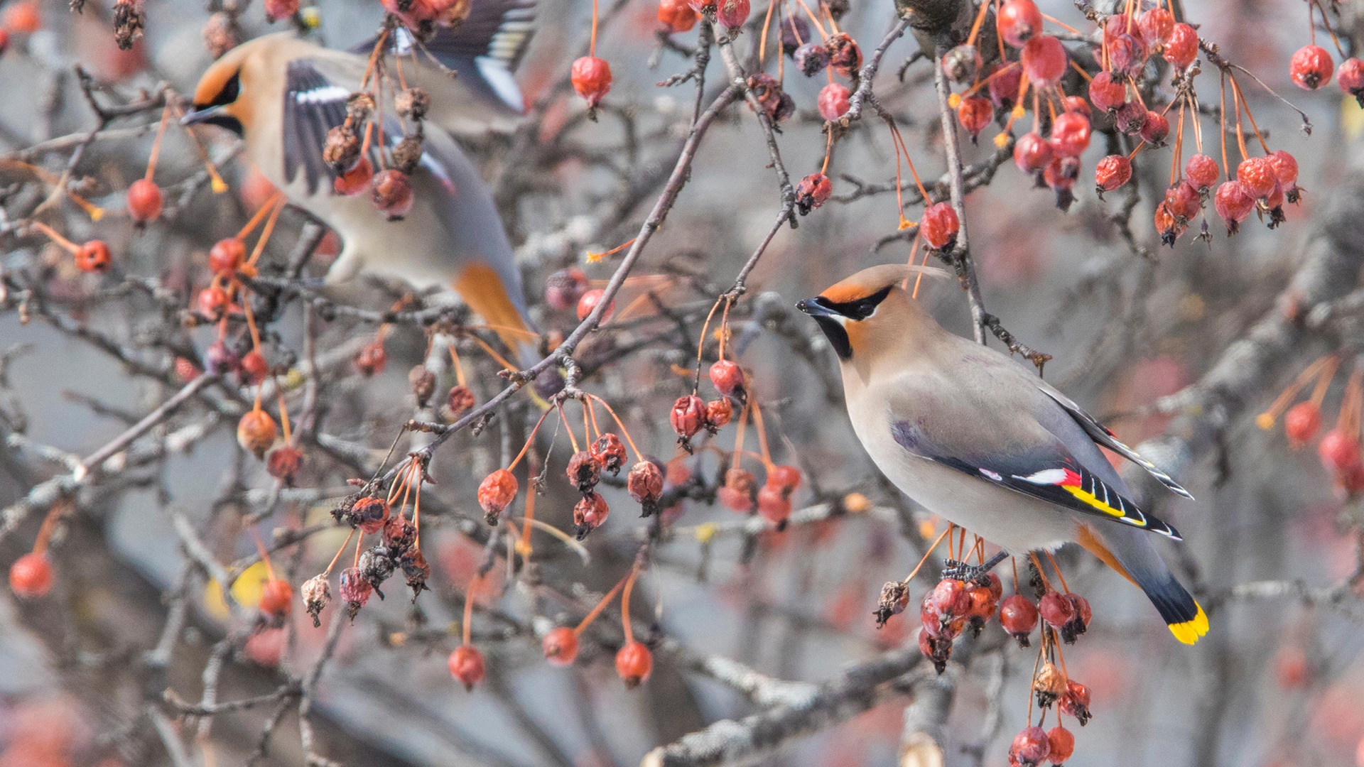 Two Bohemian waxwings perched on a branch with red berries HD Wallpaper