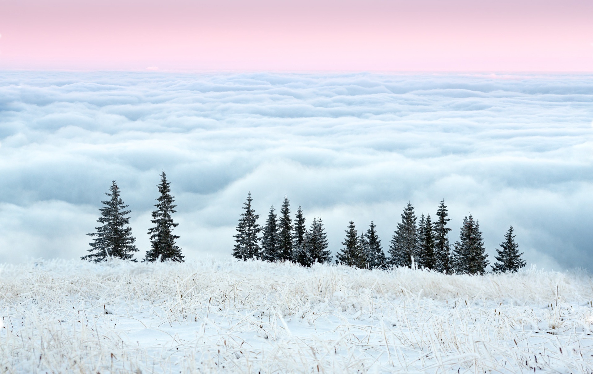 Winter forest above a sea of clouds at sunrise HD Wallpaper