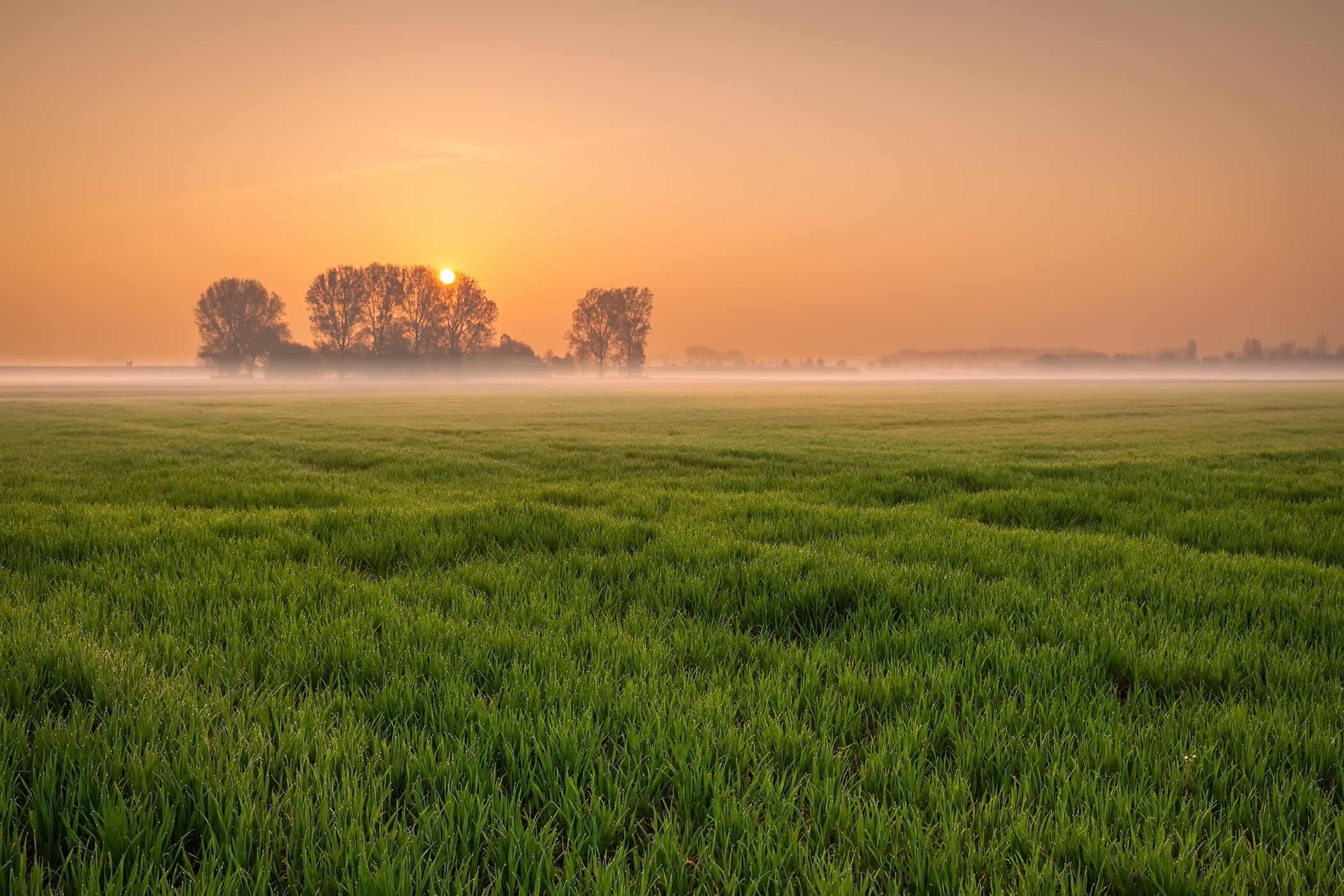 Sunrise over a misty green field with trees HD Wallpaper