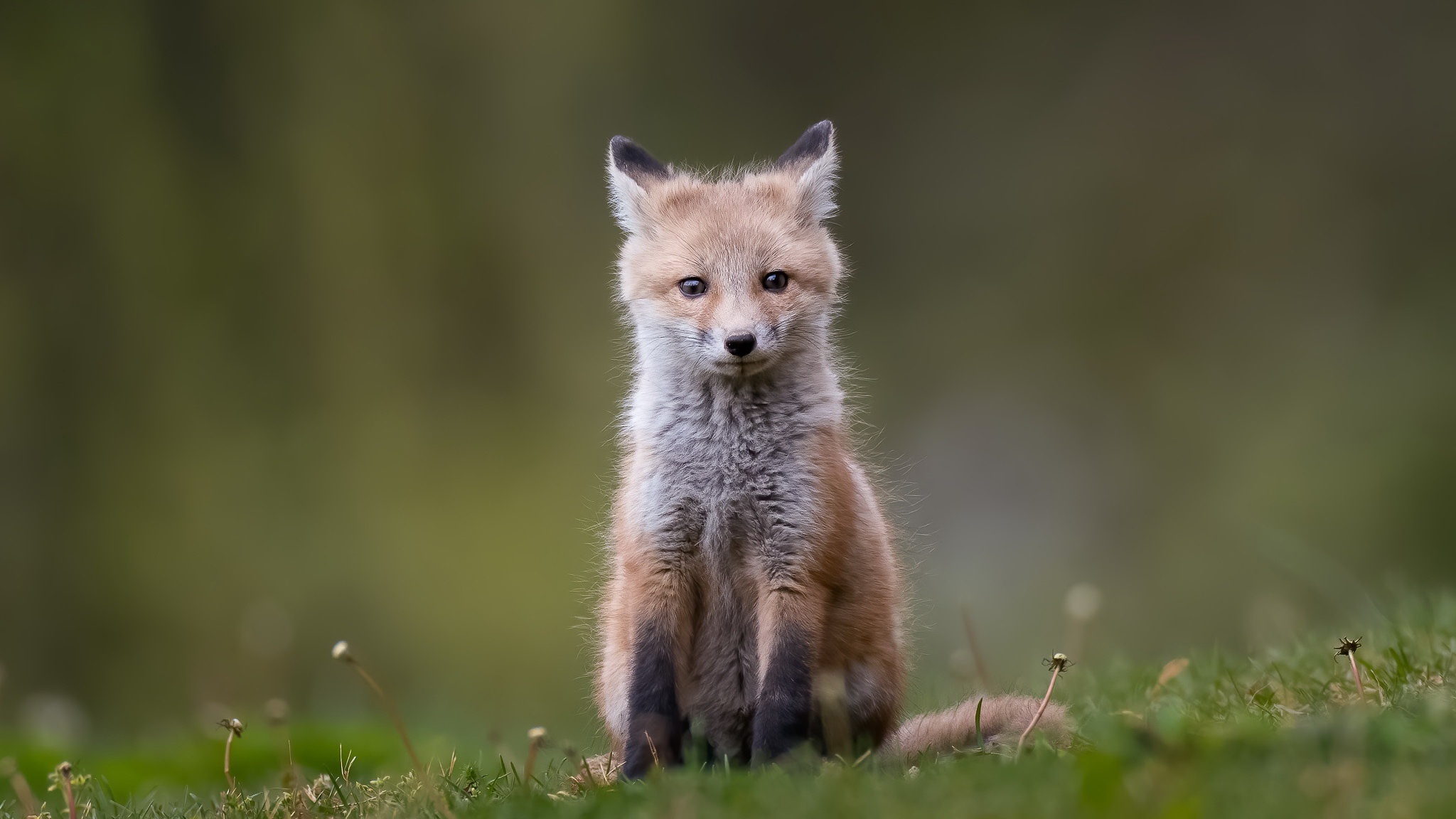 A young fox sits in the grass HD Wallpaper