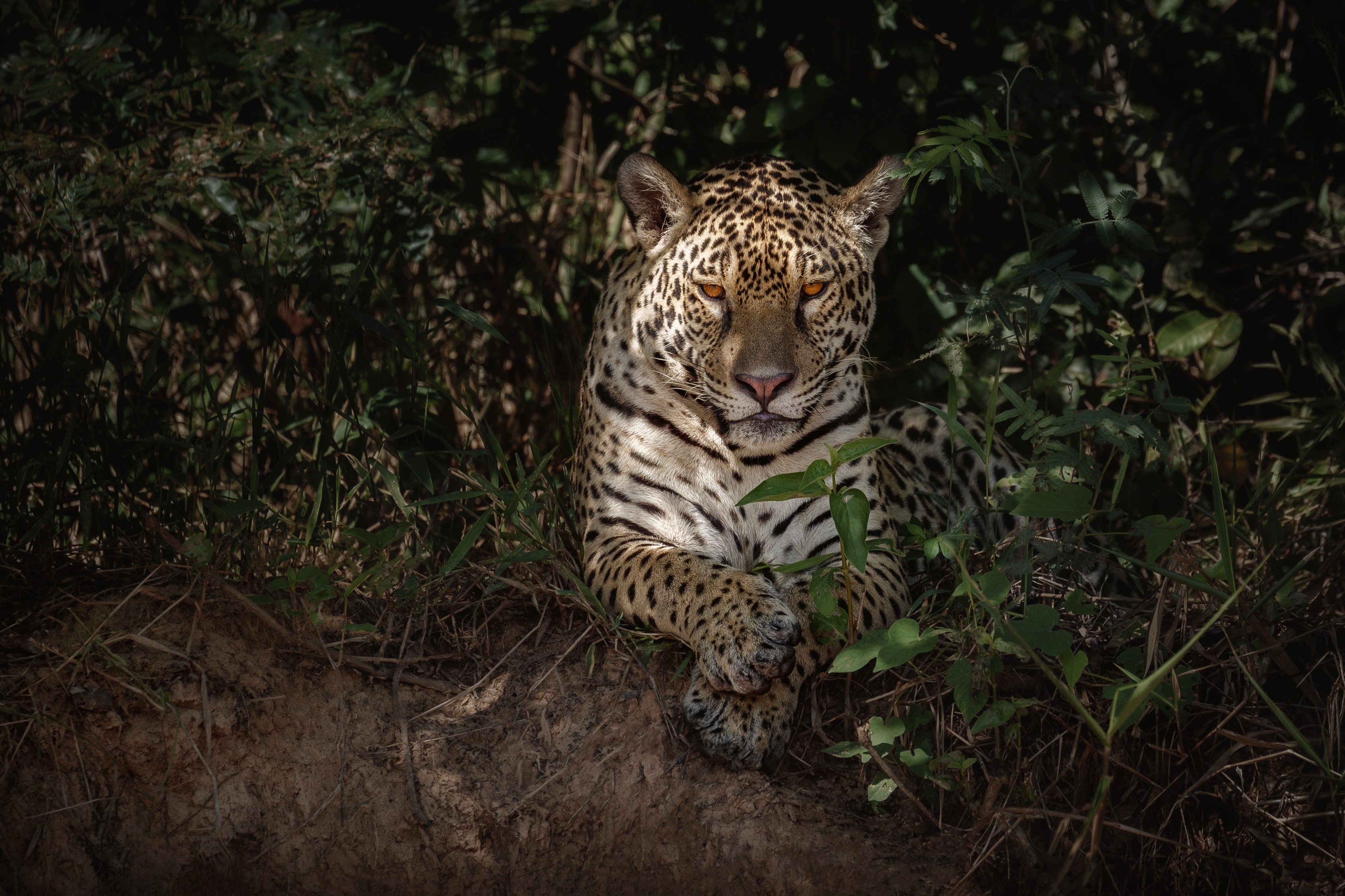 Jaguar resting in foliage HD Wallpaper