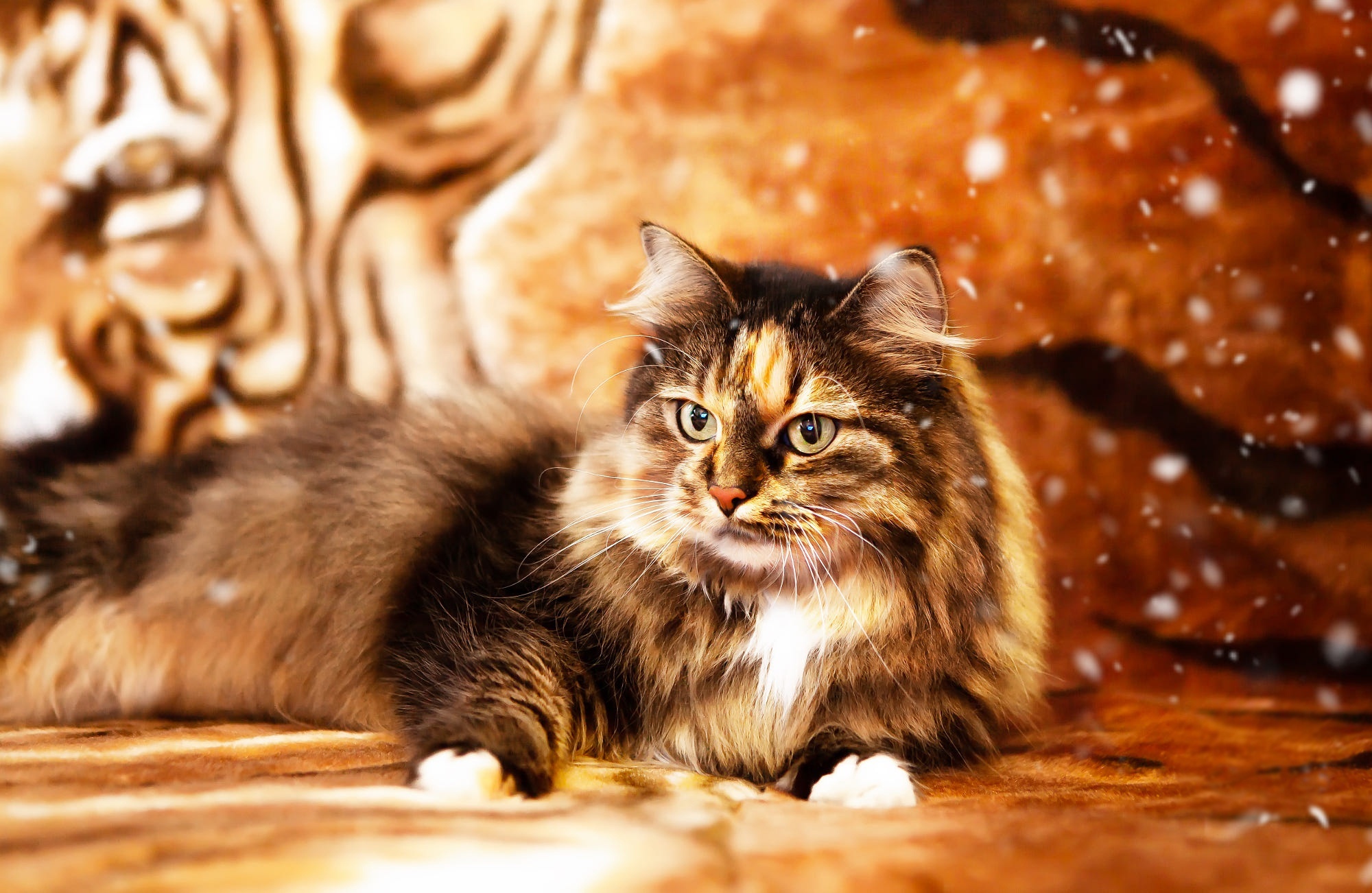 Fluffy Cat Lying on Tiger Print Blanket HD Wallpaper