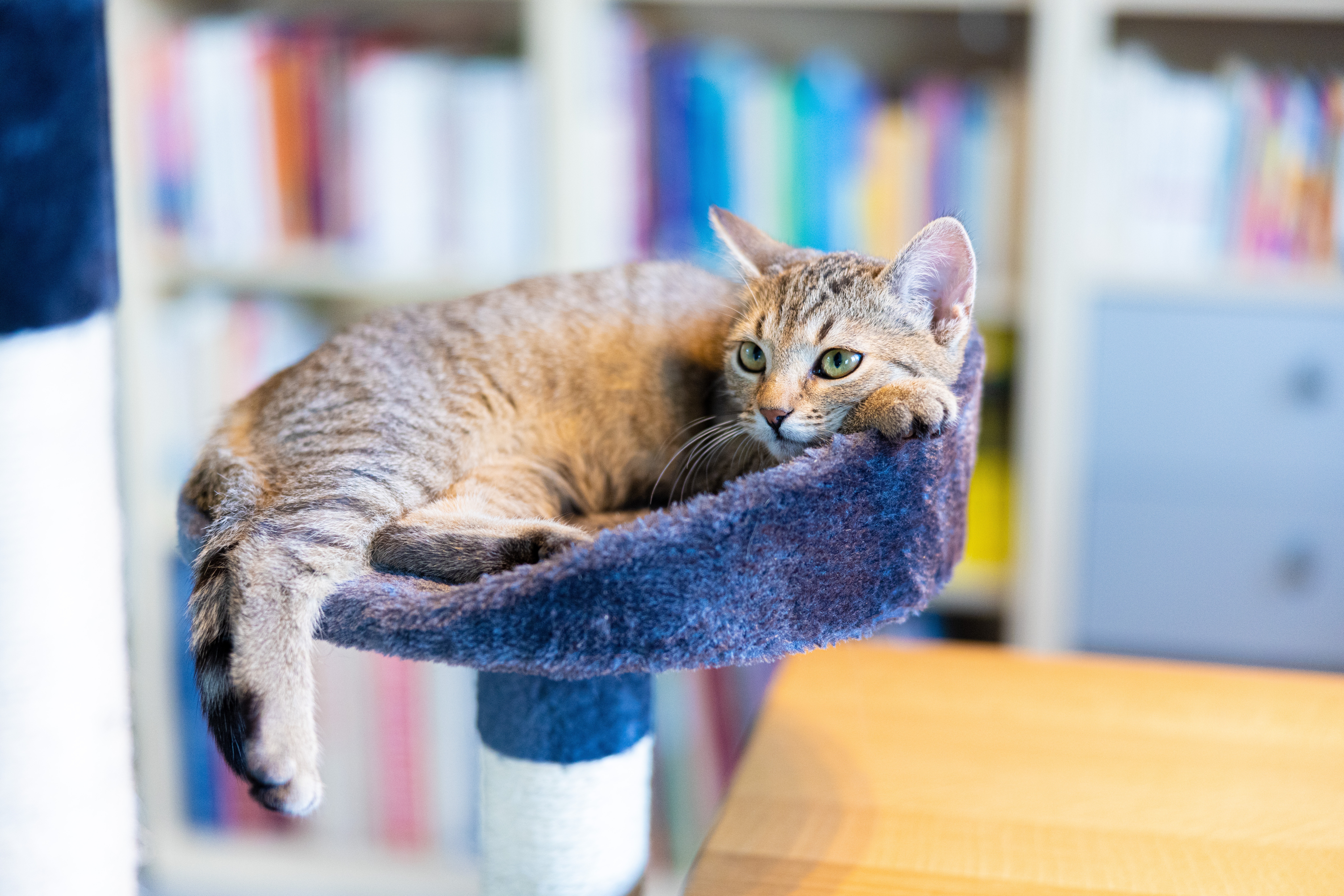 Tabby Cat resting on a cat tree HD Wallpaper