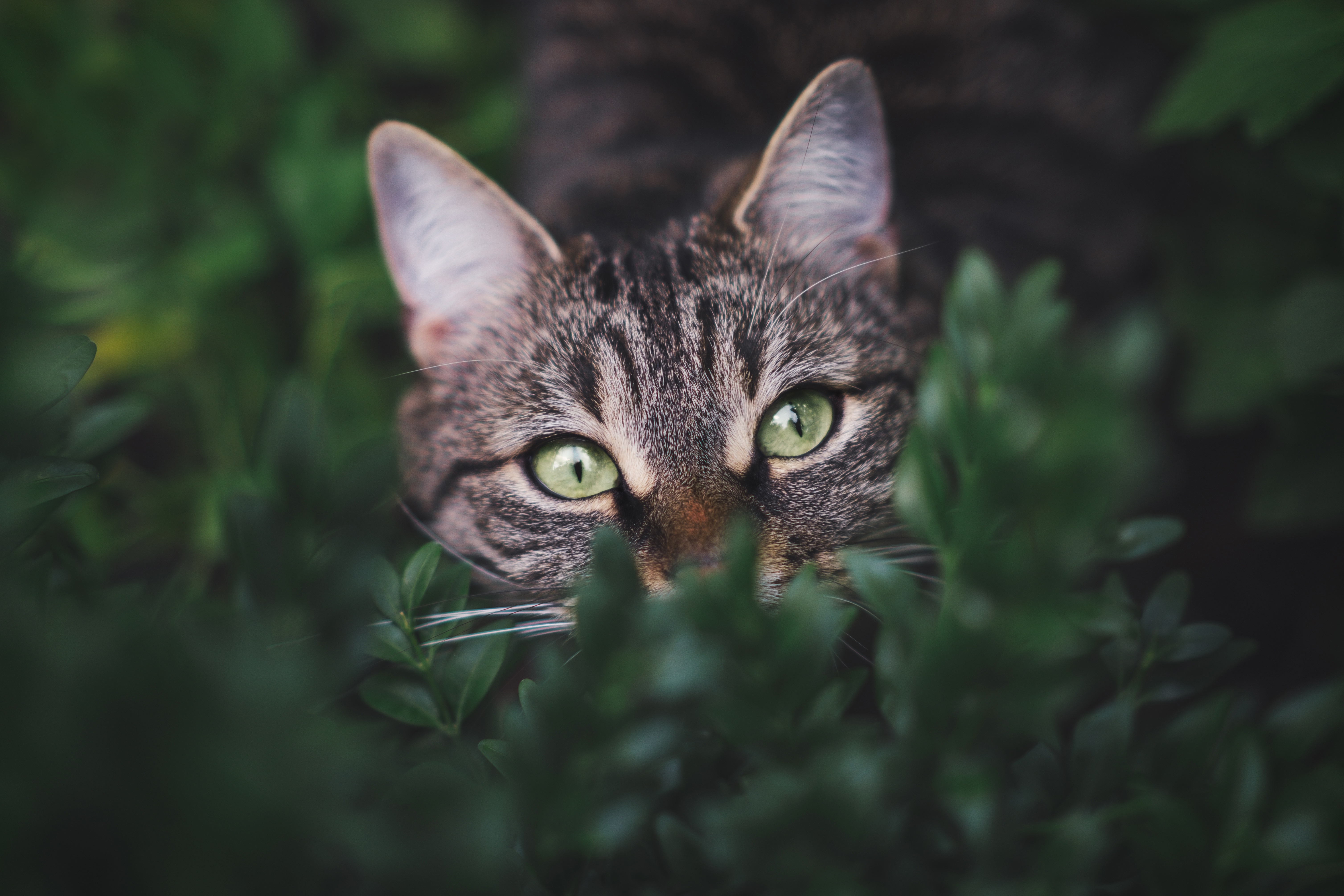 Tabby Cat with Green Eyes in Greenery 4K HD Wallpaper