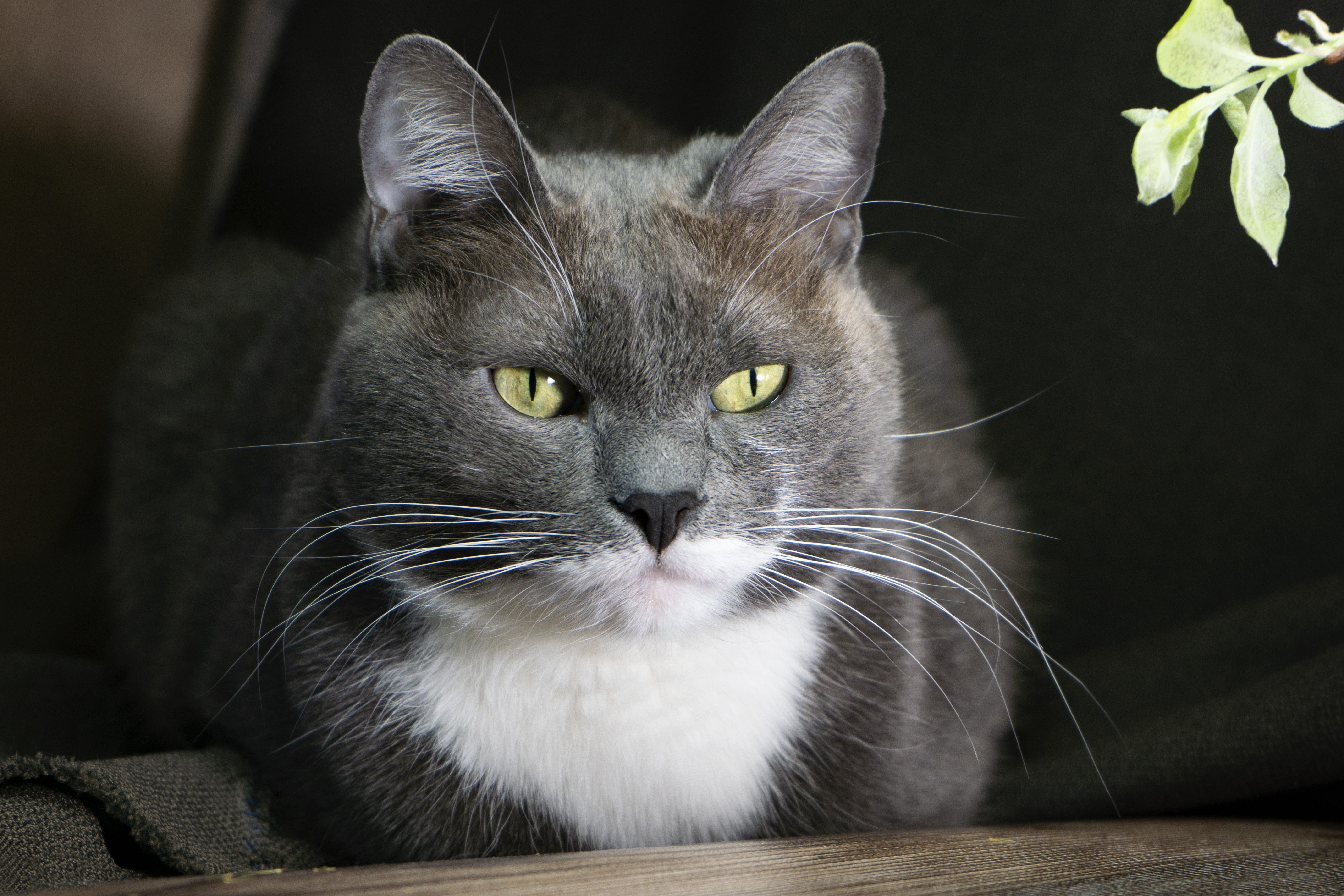 Gray and white cat with yellow eyes HD Wallpaper