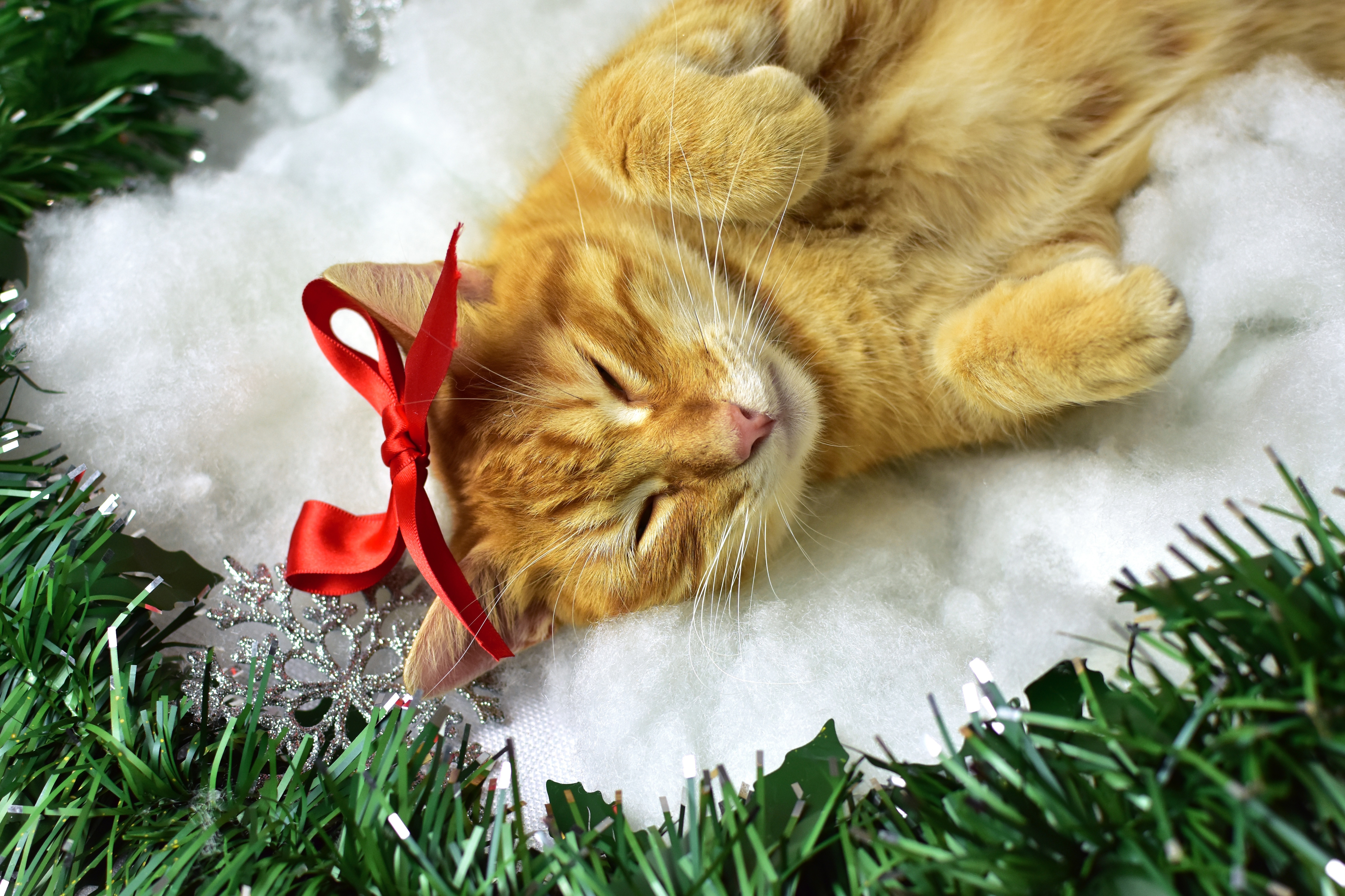 Orange cat with red bow sleeping HD Wallpaper
