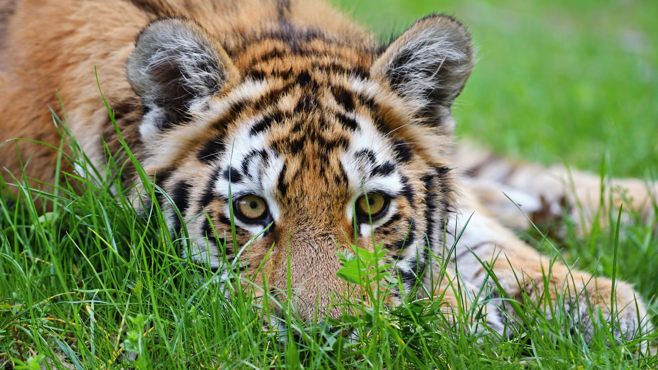 Tiger lying in green grass HD Wallpaper