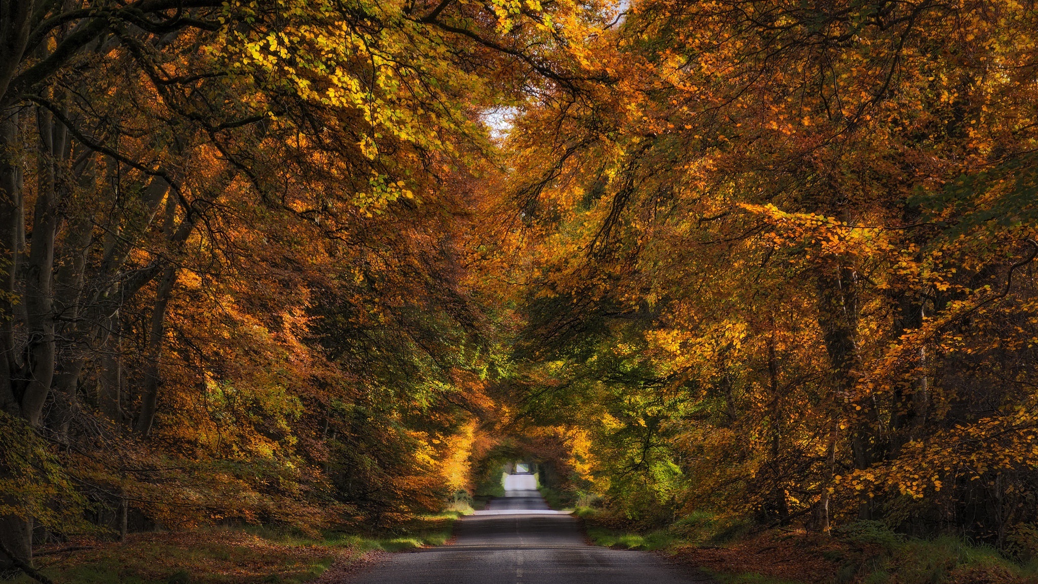 Road through autumn forest HD Wallpaper