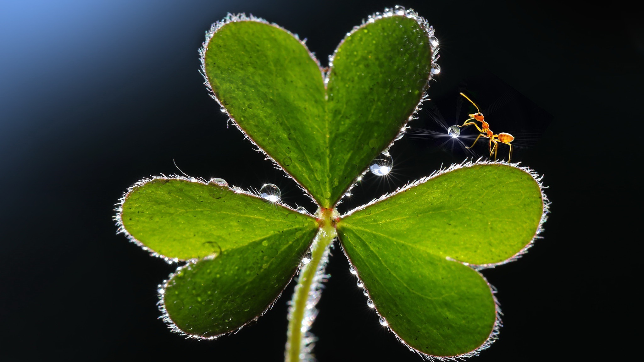 Ant on a clover leaf with water droplets HD Wallpaper