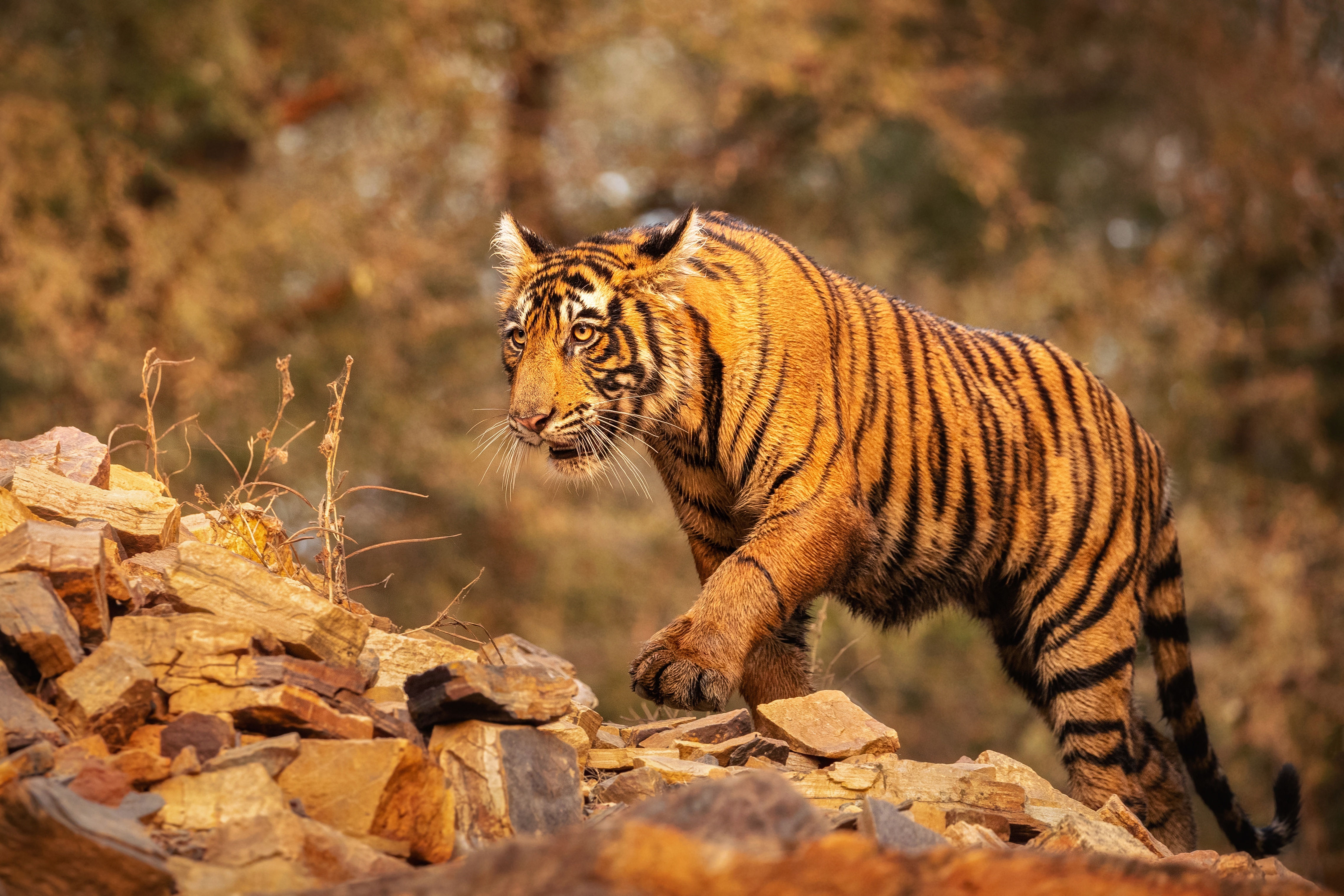 Tiger walking on rocks 4K HD Wallpaper